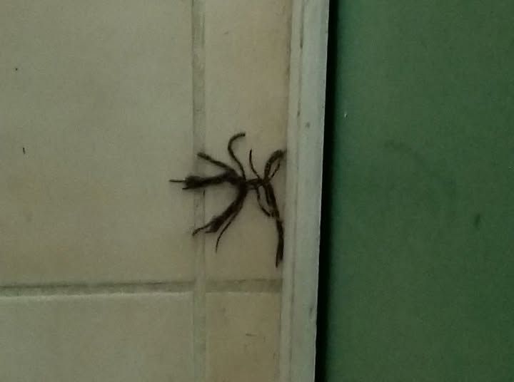 A very spider looking piece of a shredded dog toy, on beige tile, near a green wall.