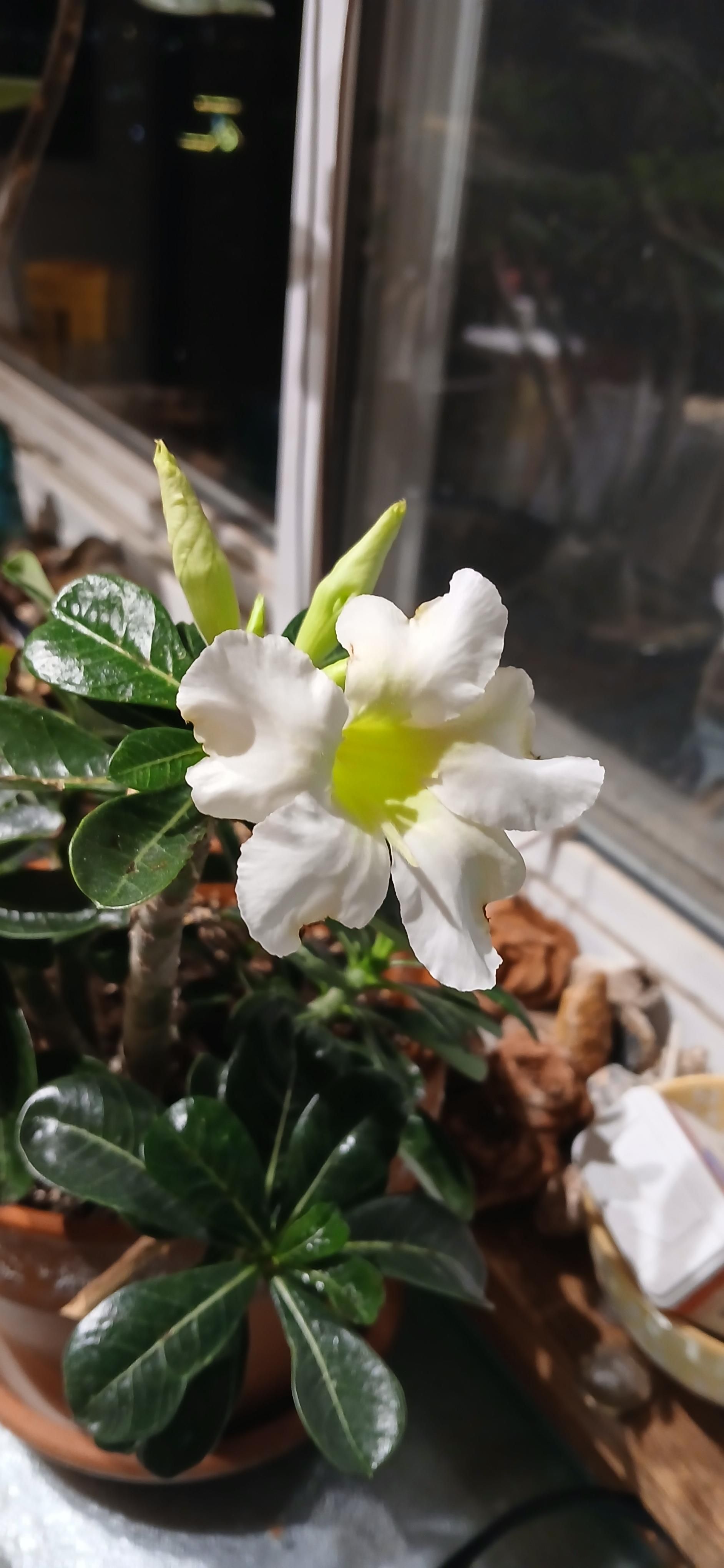 White desert rose