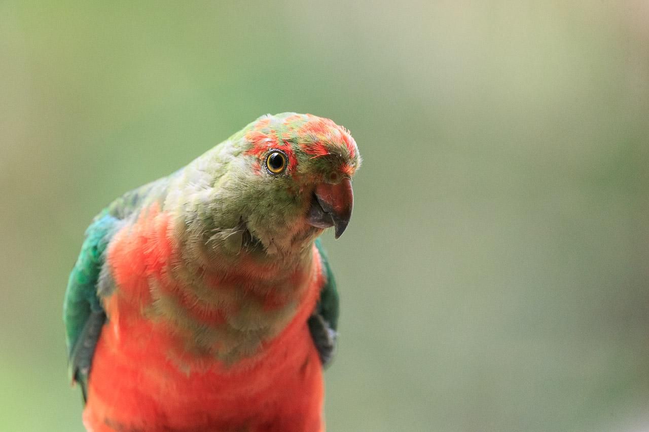 A Red and Green parrot pictured from the hip up. The belly is red, wings dark green, head a mix of green and blotchy red, with a red beak.