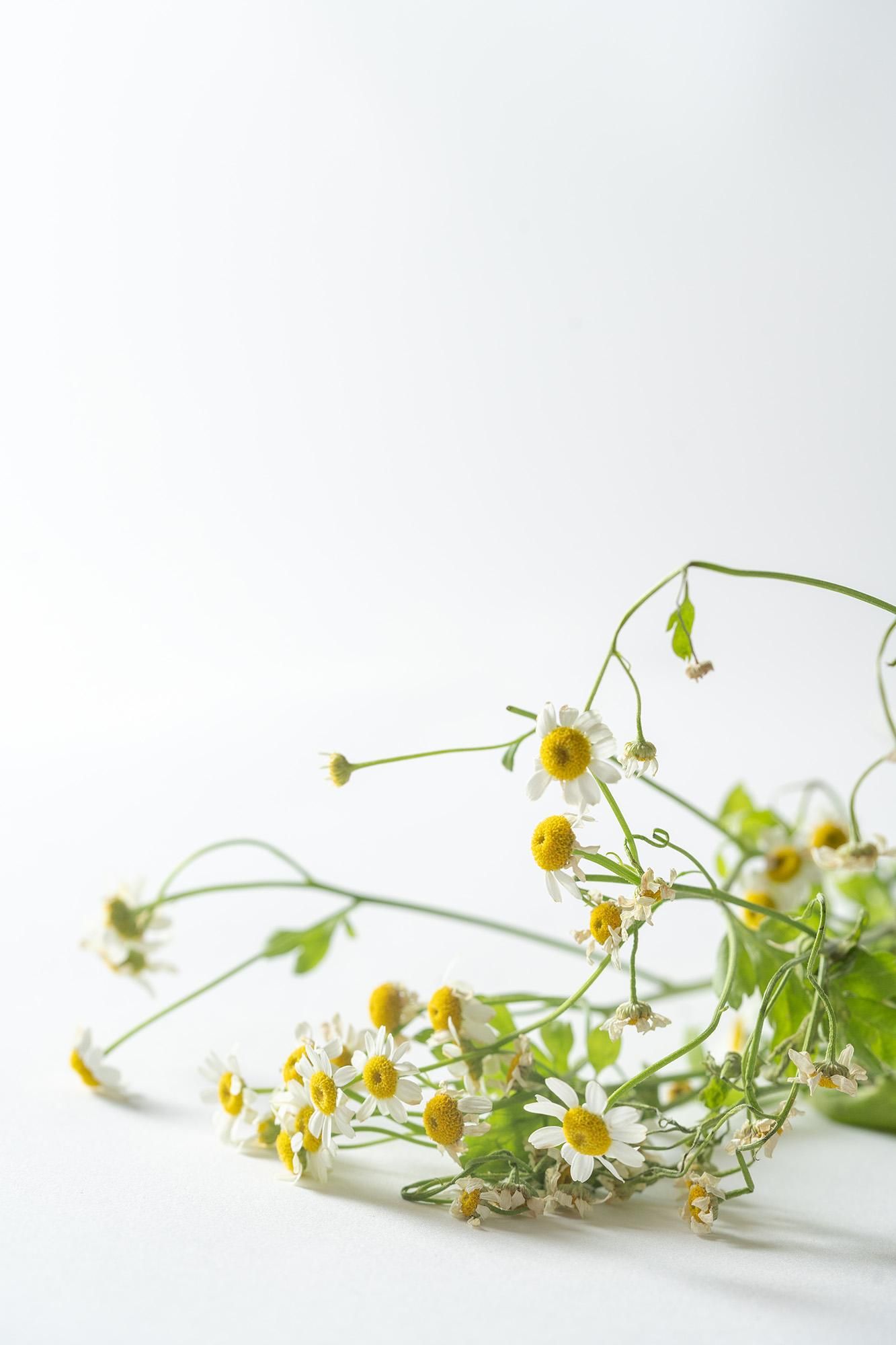 A studio shot of withering feverfew flowers against a white backdrop