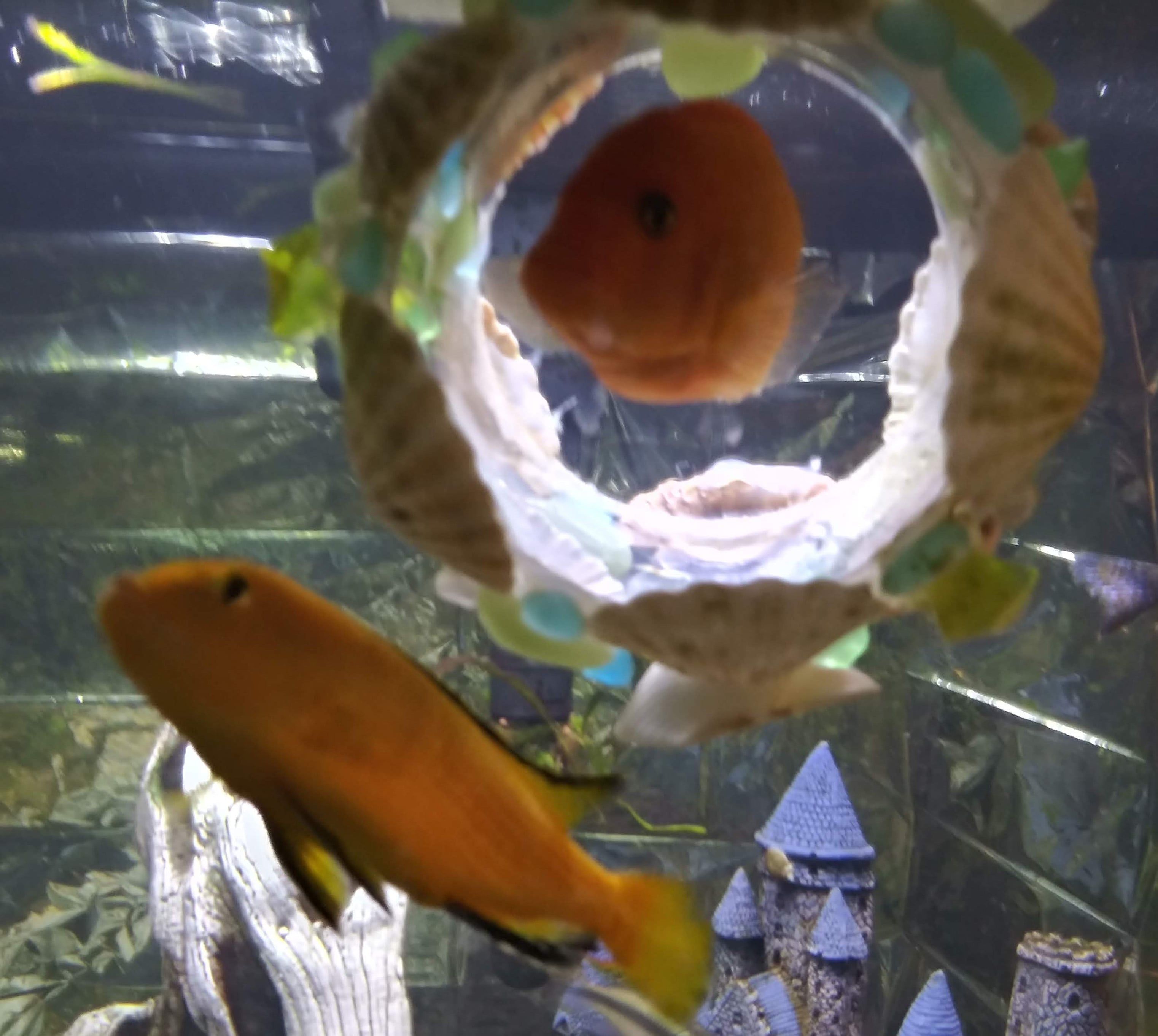Yellow cichlids swim through large floating aquarium ornaments made out of empty milk containers