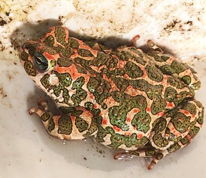 
Rospo smeraldino in un secchio di plastica bianca un po' scocciato per essere stato disturbato così