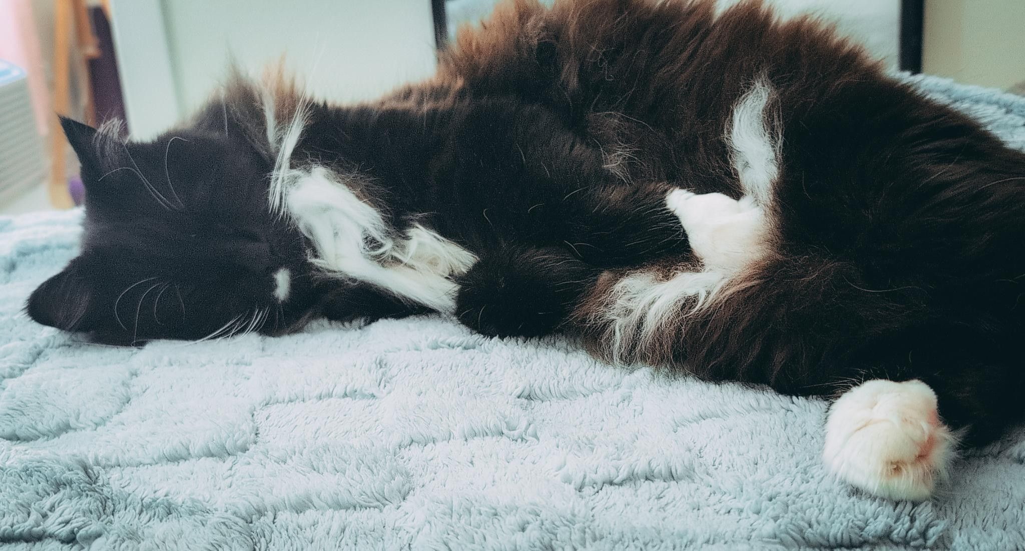 floofy tuxedo cat lying on a blanket and sleeping