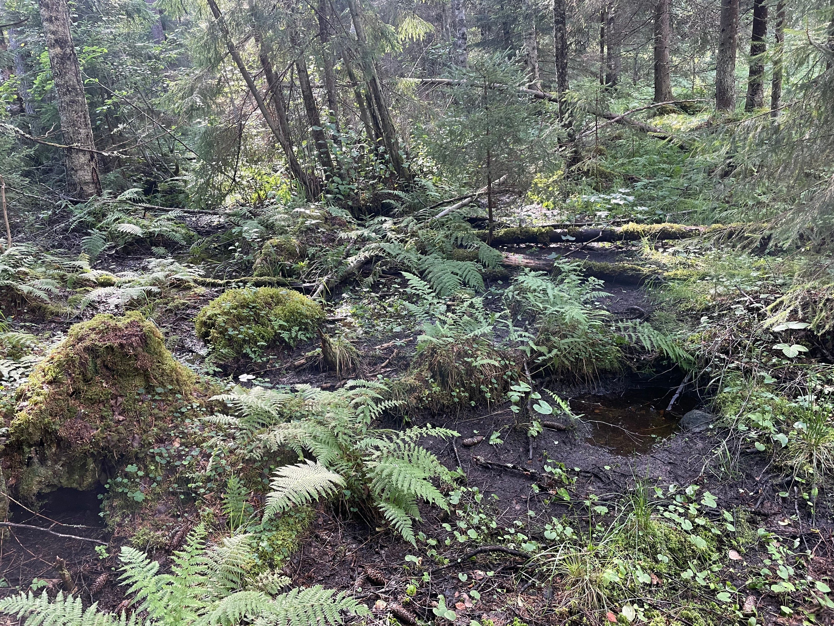 Osittain kasvipeitteetön märkäpinta korven pohjalla, ympärillä saniaismättäitä ja sammaloituneita kiviä.