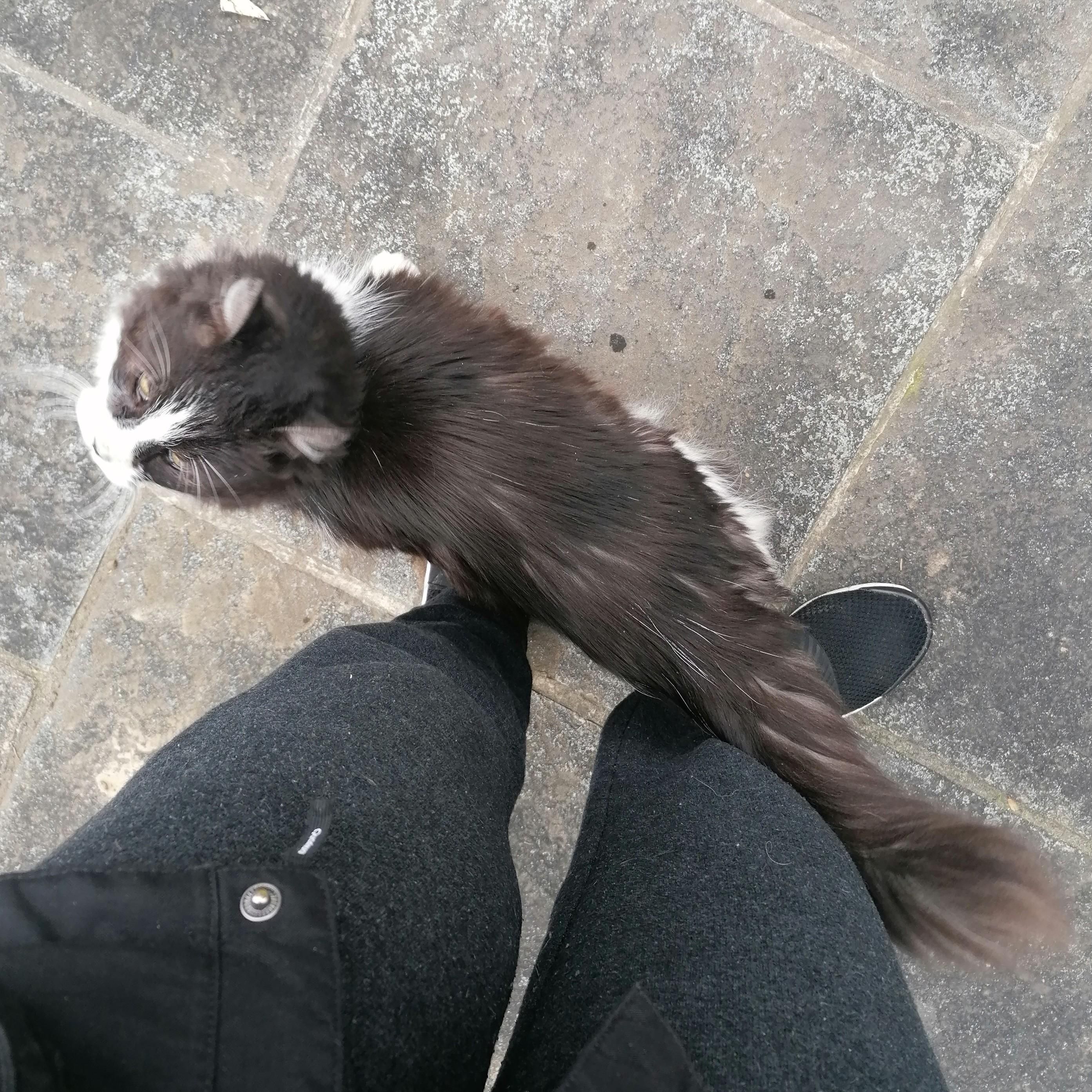 Io che mi struscio contro le gambe della mia bipede e la guardo. 
Ogni tanto hanno bisogno di coccole, poverini.