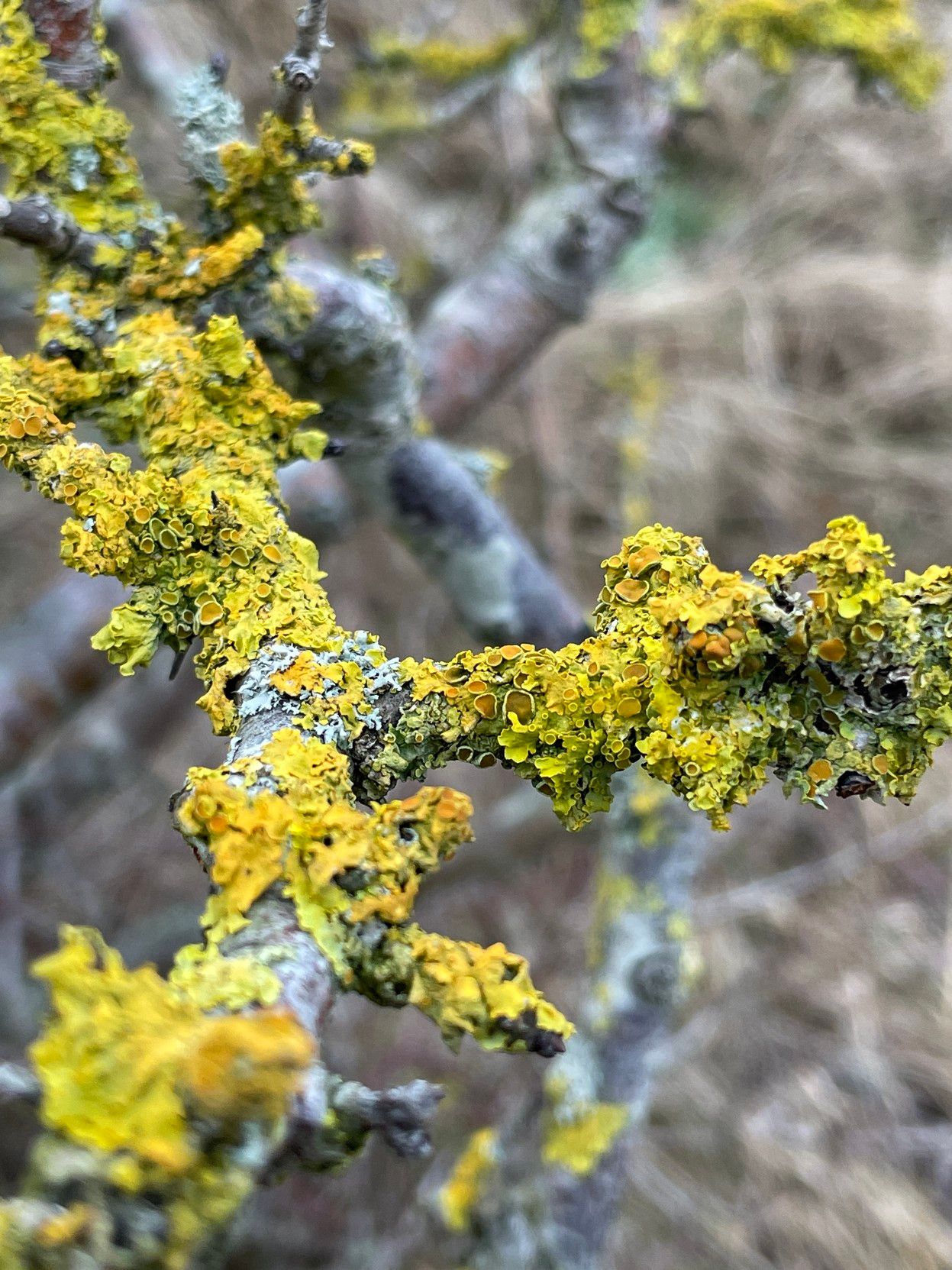 Litchen in various greens on some dead branches