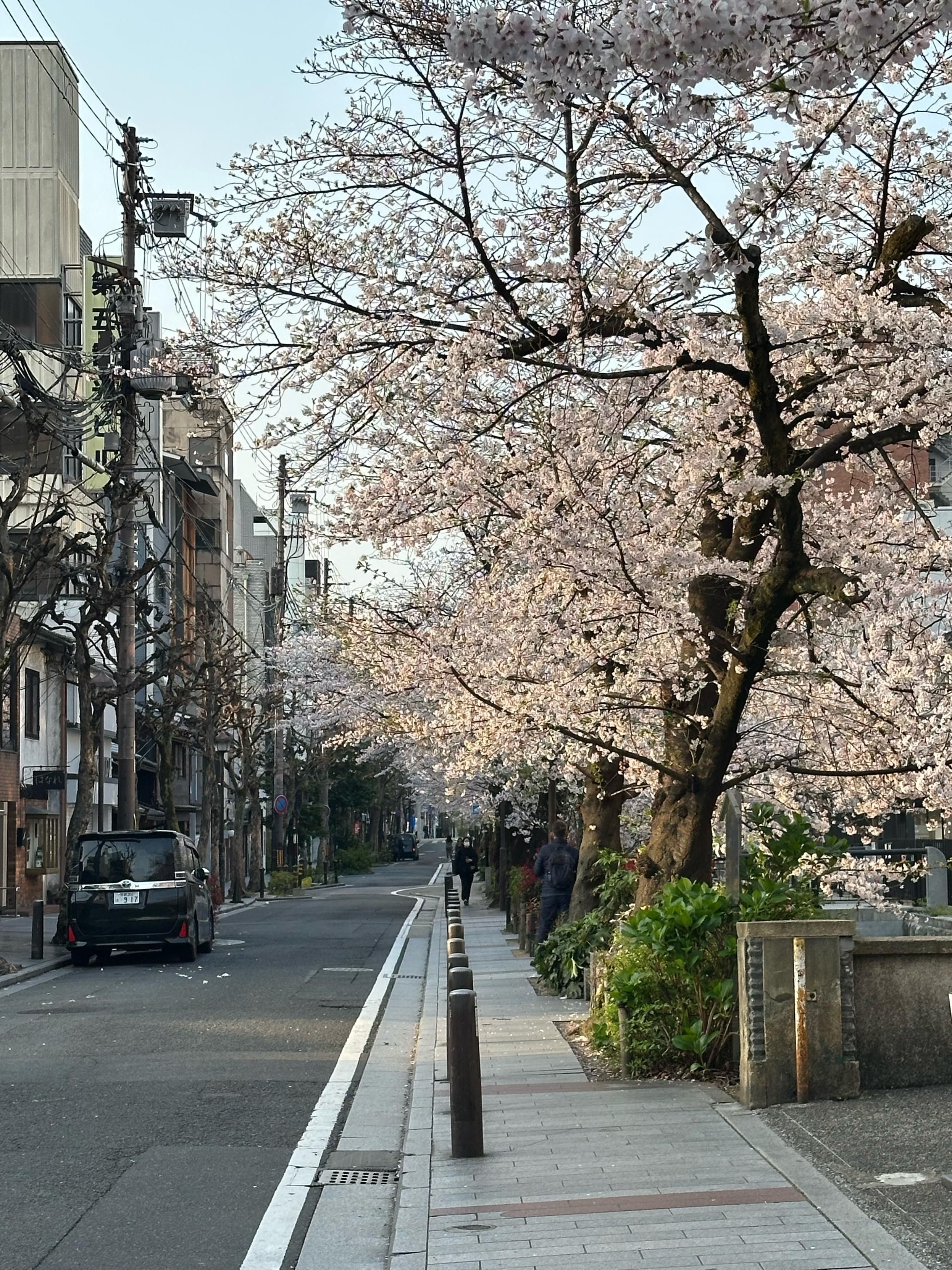 A side street filled with cherry trees