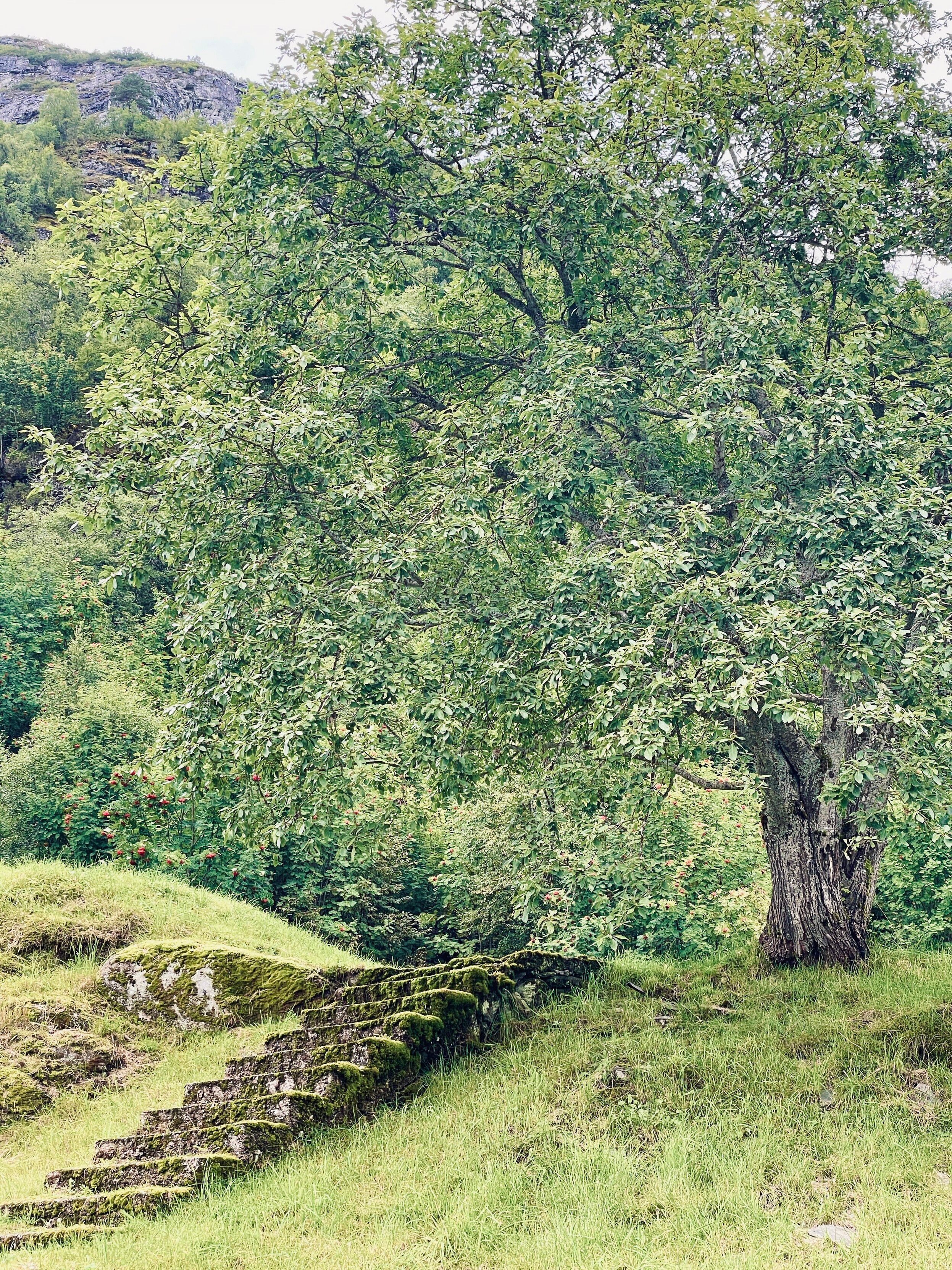 Tree on a small mount with oddly a set of mossy stone stairs leadin up to it. If you’re shooting your gothy album cover, photograph your female lead here