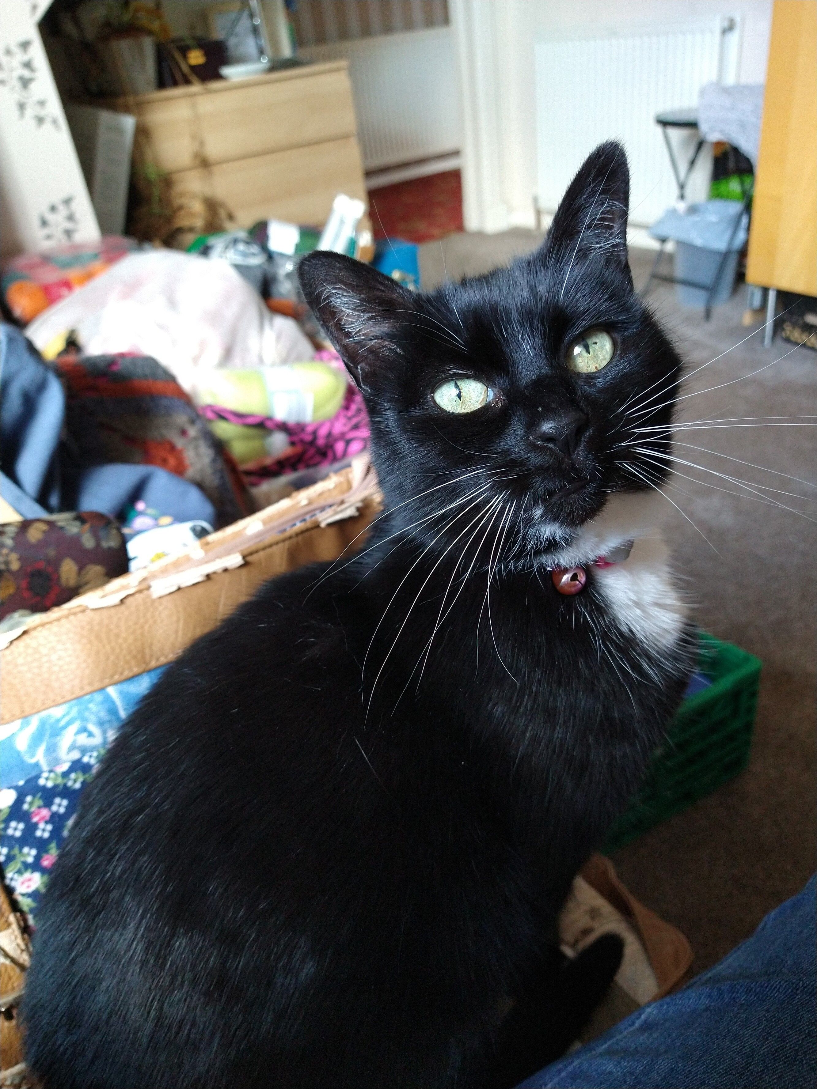 Ollie looks into camera 