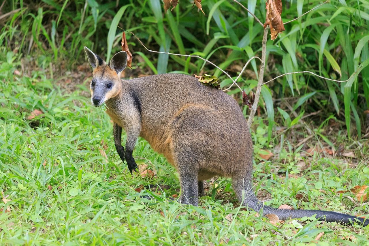 Side profile of a Swamp Wallaby standing on short green grass with taller green grass behind. 
It is obvious from this shot that the under-fur is dark grey/black in colour, but the outer fur is a lighter brown. It has a black face, gloves, socks and tail though. 