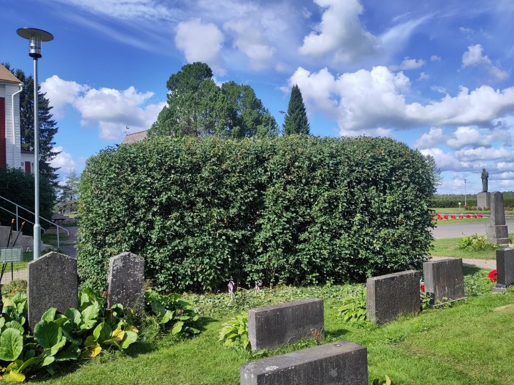 Leikattuna marjatuomipihlaja