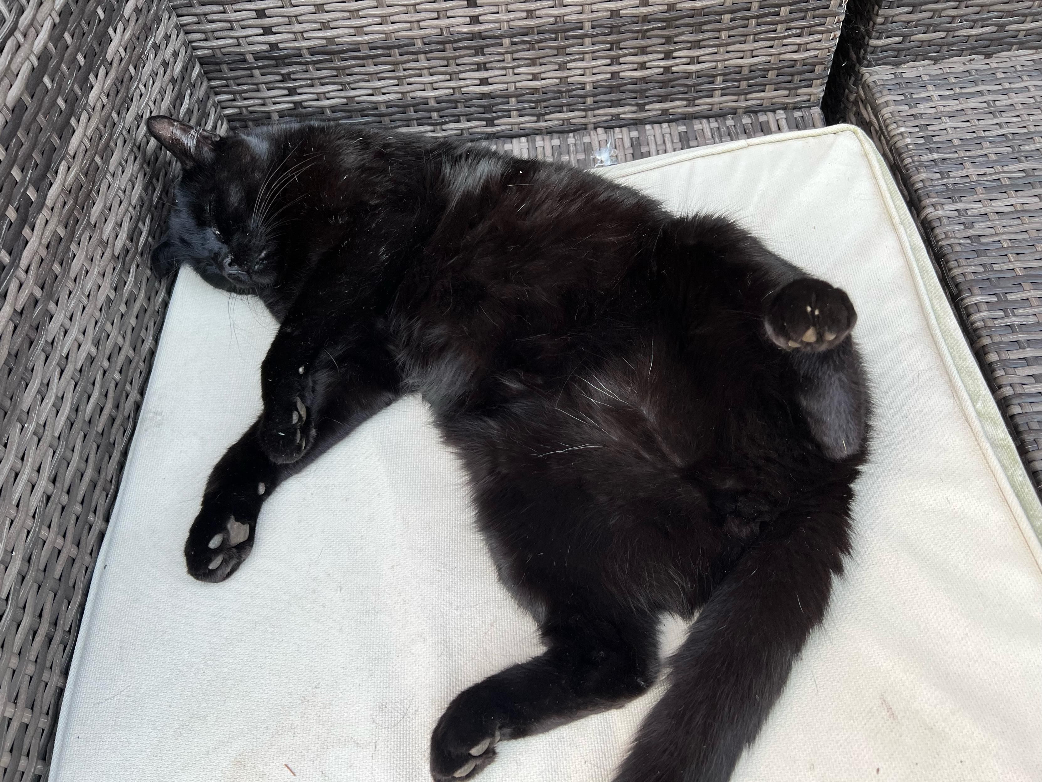 A photo of a black cat snoozing on an off-white seat cushion on a rattan outdoors seat. The cat has his back large spread and his front legs pointing to the left. 