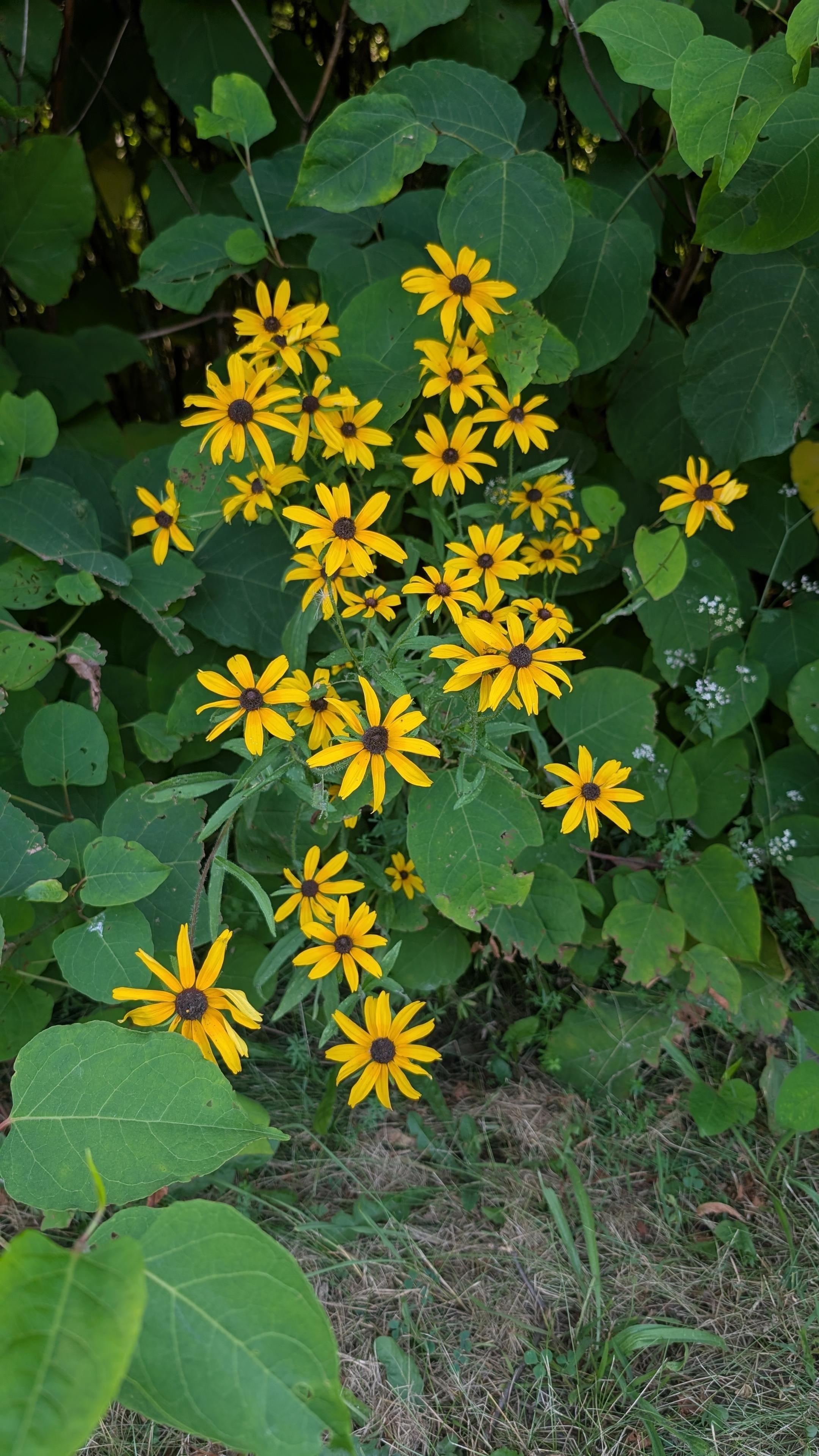 Big green leaves are surround a big bunch of black eyed Susan flowers. They are narrow yellow petals with a dark brown/black centre. 