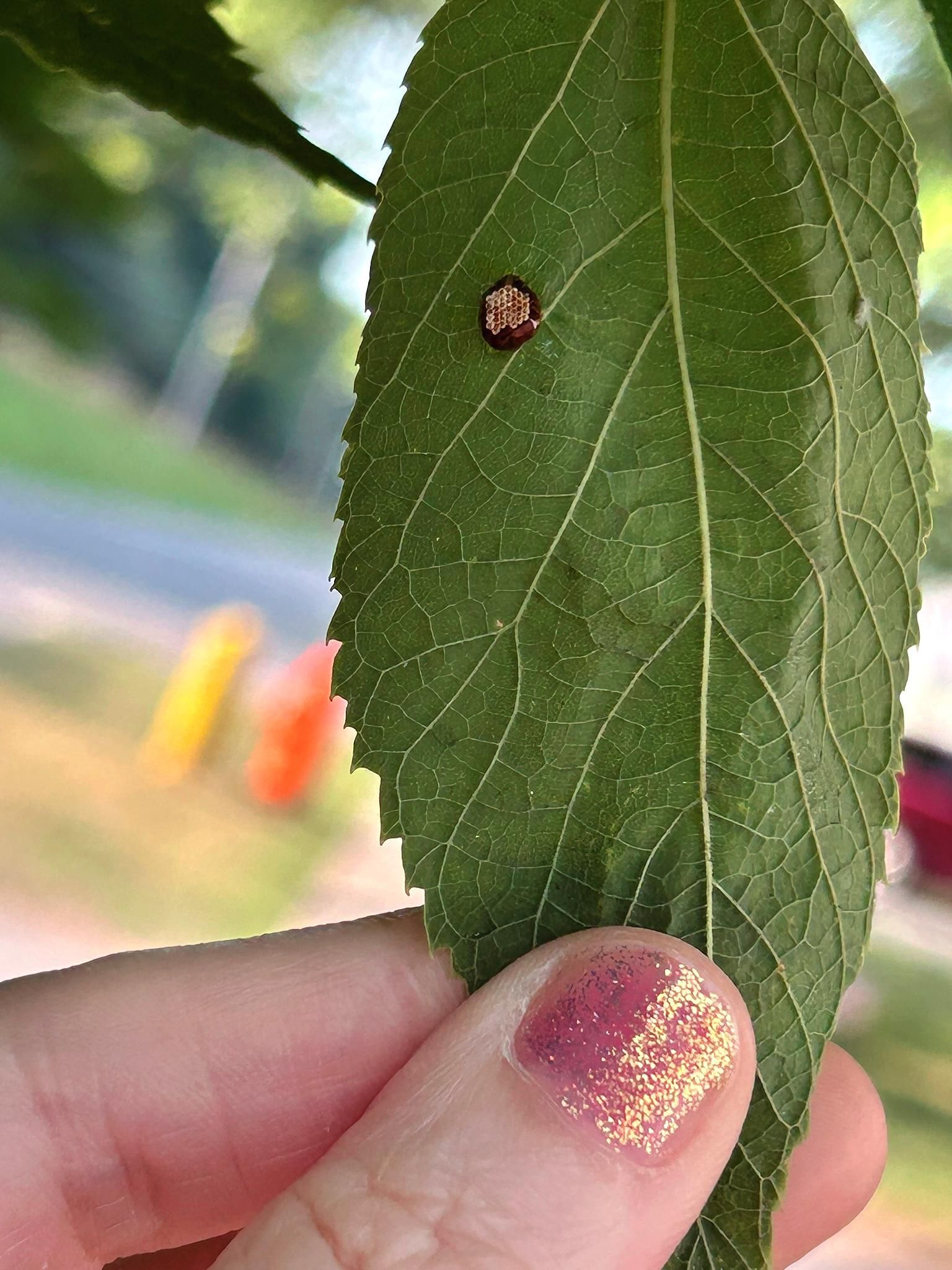 An oval green leaf with serrated edges being held still by a hand wearing glittery gold and pink nail polish. On the leaf is a dark dot, smaller than a fingertip, with something like honeycomb on its surface.