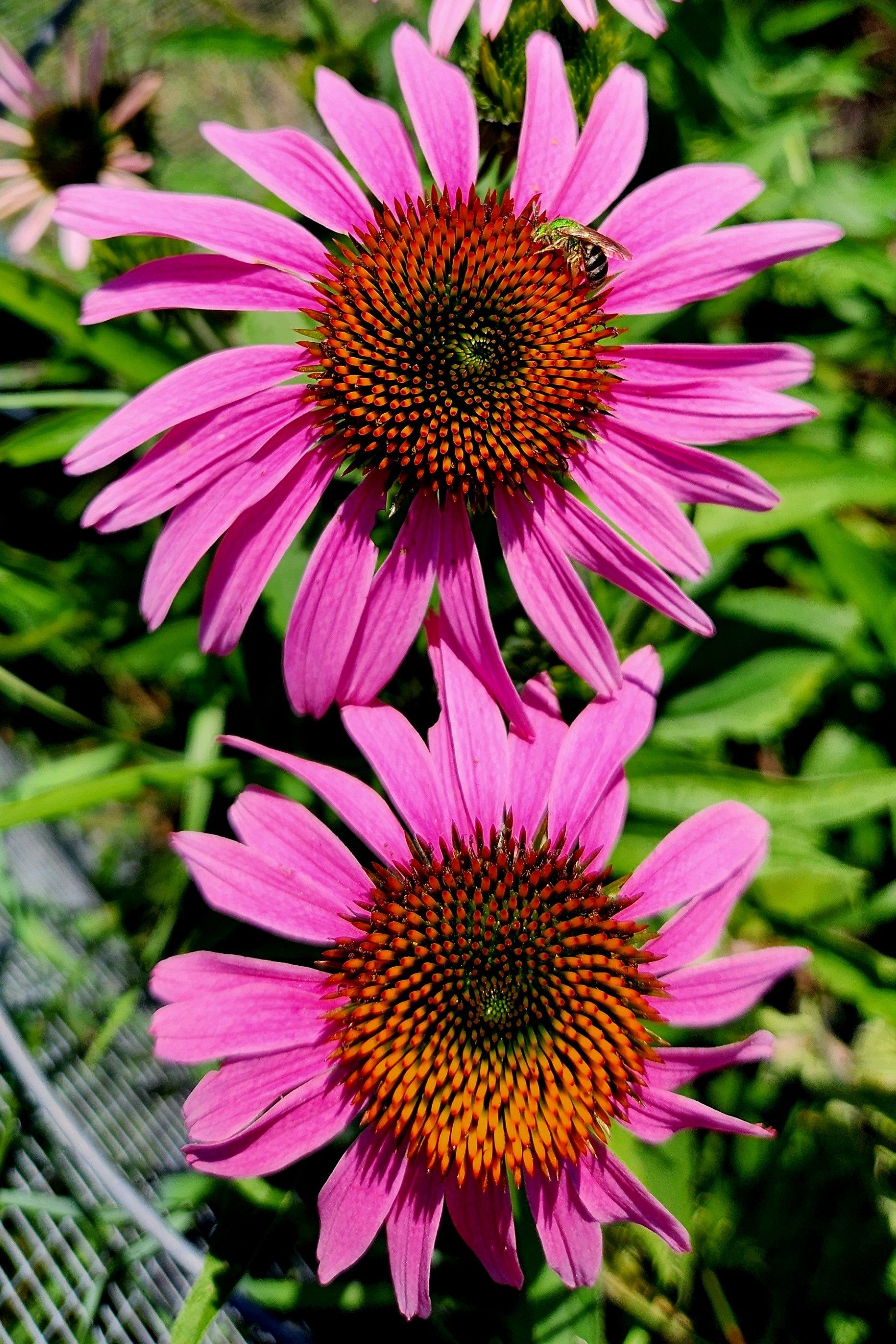 Two bright pink echinacea flowers with darker pink and gold centers. The flowers are vertically aligned. There is a metalic green sweat bee on the top flower, and that green matches a green spot at the center of the flower.