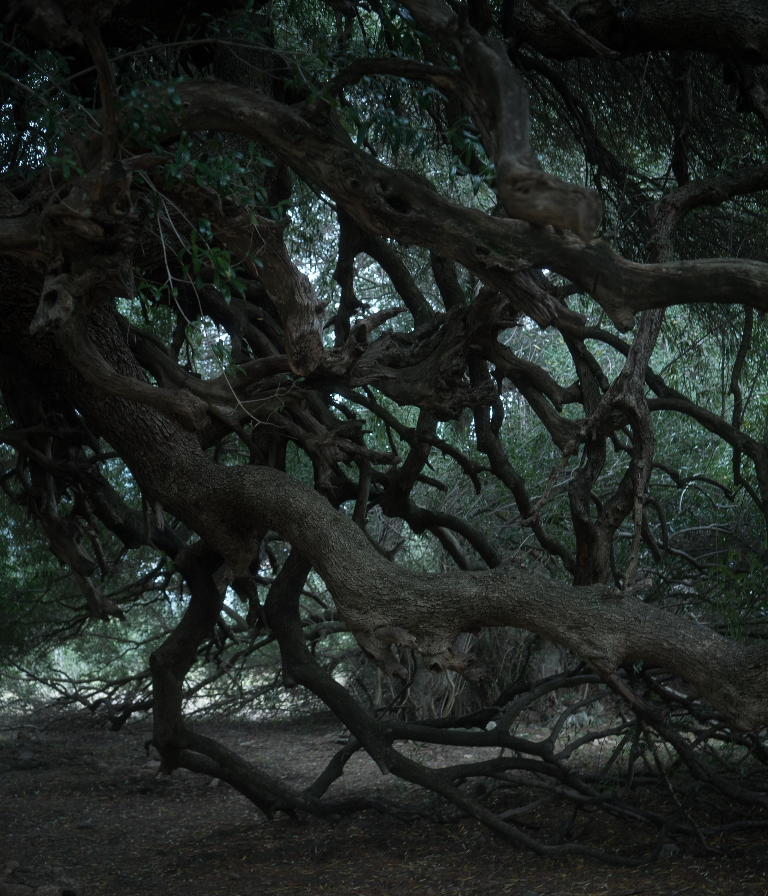 a real ancient tree in Sardinia, thousands of years old