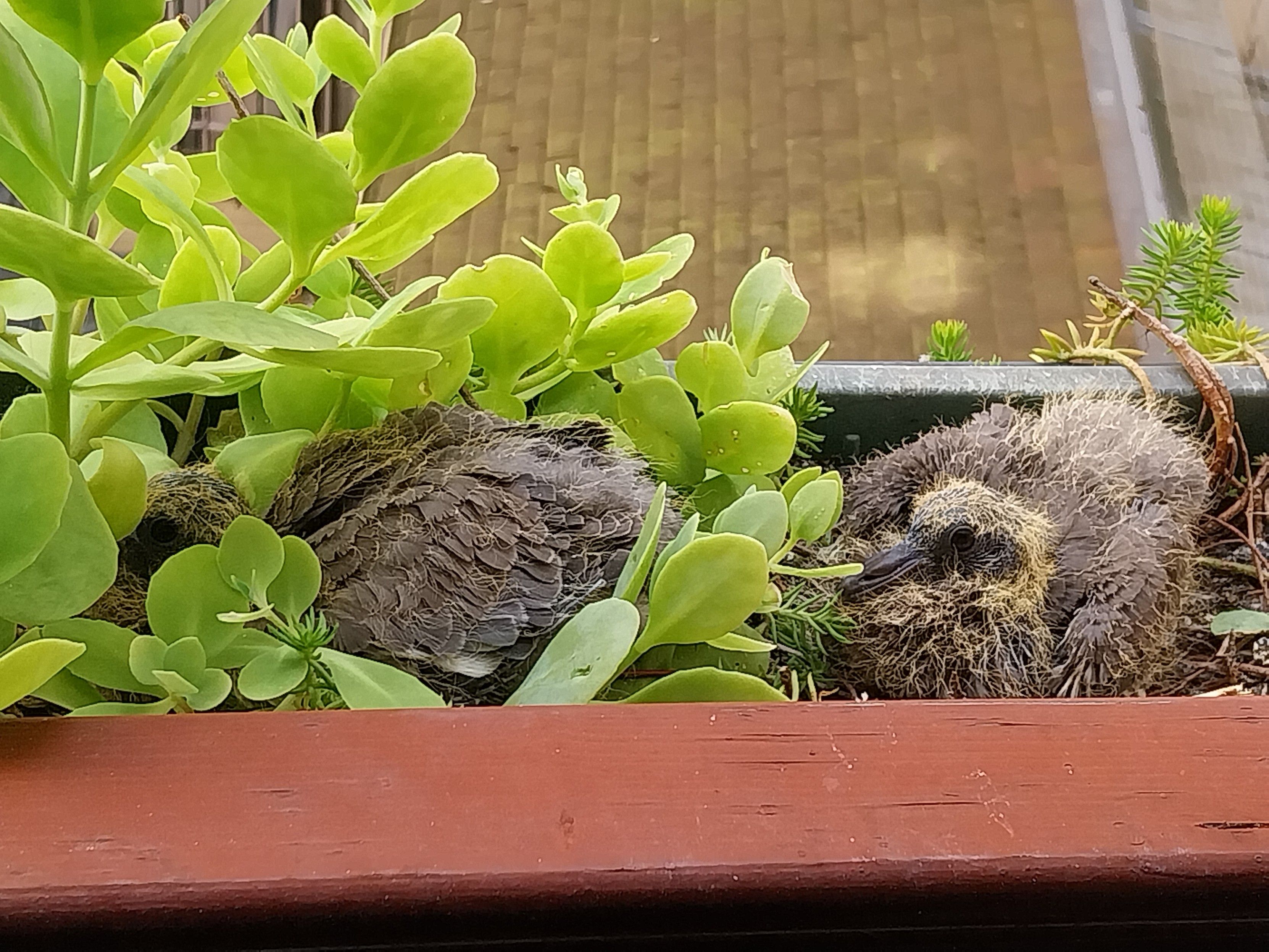 dans une jardinière de plantes grasses, deux pigeonnaux gris l'un derrière l'autre.
