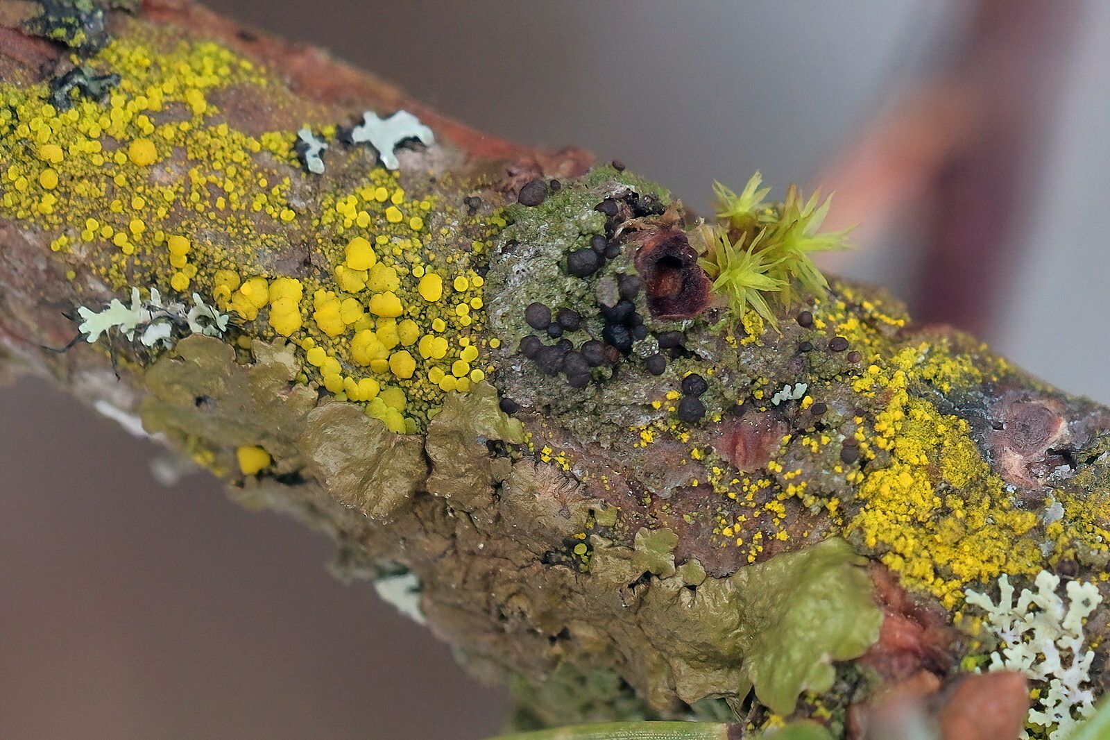 A small reddish branch covered in bright yellow cups, brown balls, light blue and olive green leaves, and a tiny green moss.