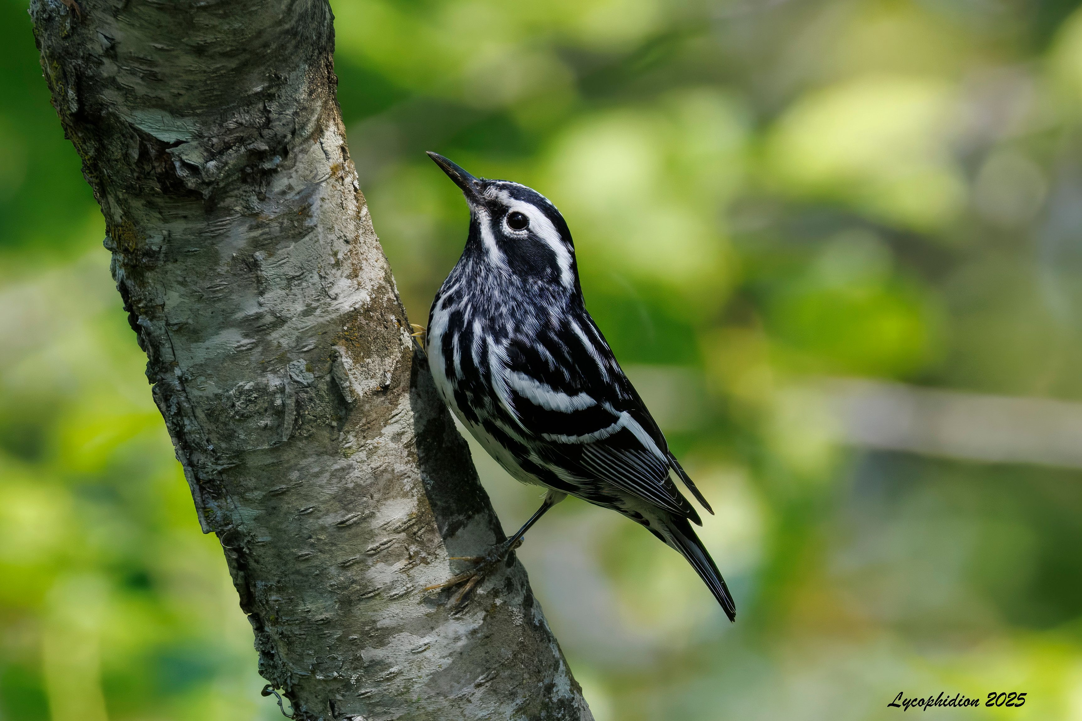 Male Black and white Warbler standing on the vertical trunk of a tree.  These birds are often found scurrying up and down tree trunks as they search for insects in the bark. "These birds are boldly striped in black and white. Their black wings are highlighted by two wide, white wing bars. Adult males have more obvious black streaking, particularly on the underparts and the cheek. Females (especially immatures) are paler, with less streaking and usually a wash of buff on the flanks. The undertail coverts have distinctive large black spots." (AllAboutBirds)