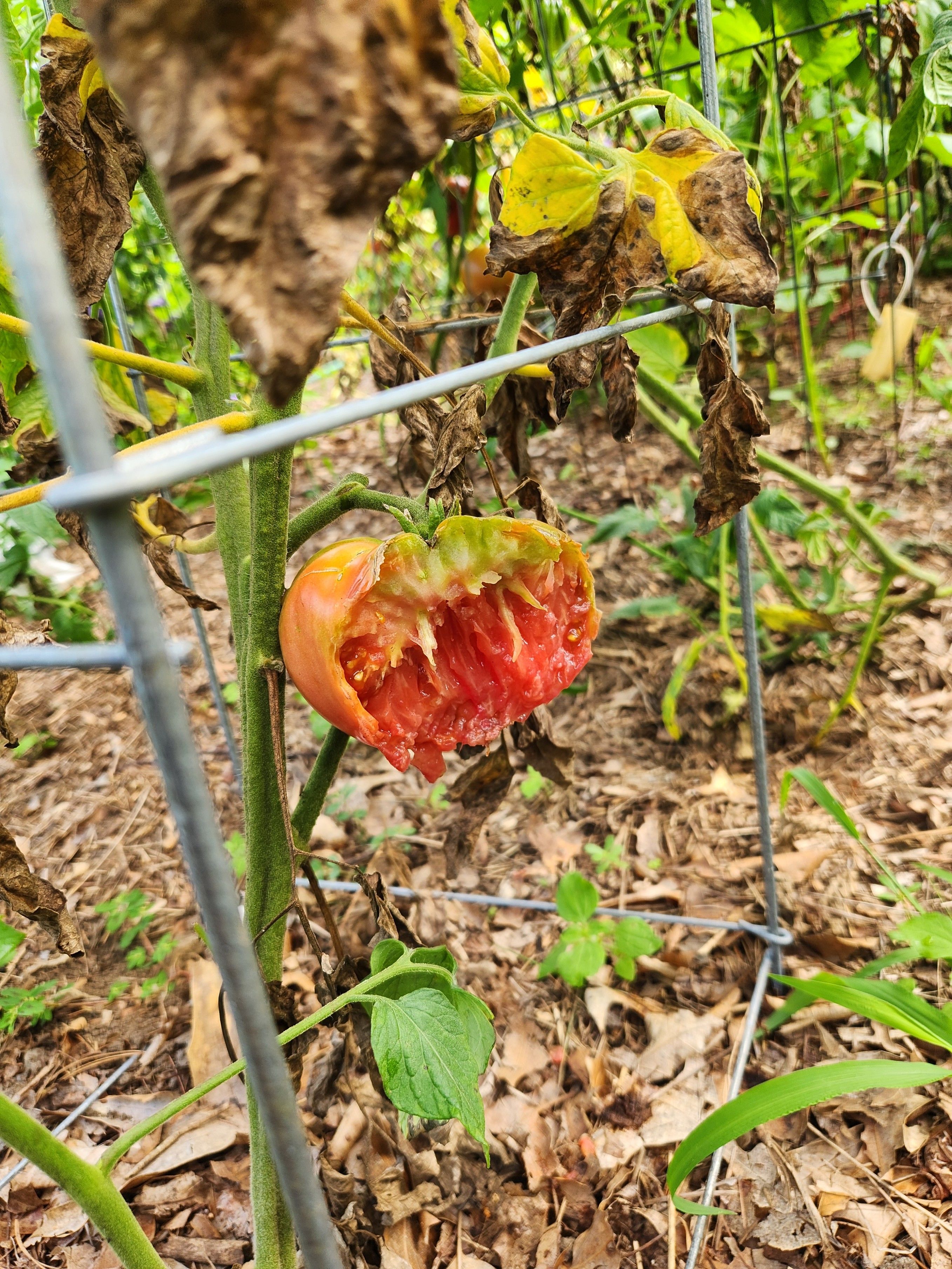 A large tomato on the vine inside a tomato cages. The tomato has been eaten in half and we see inside the remains.