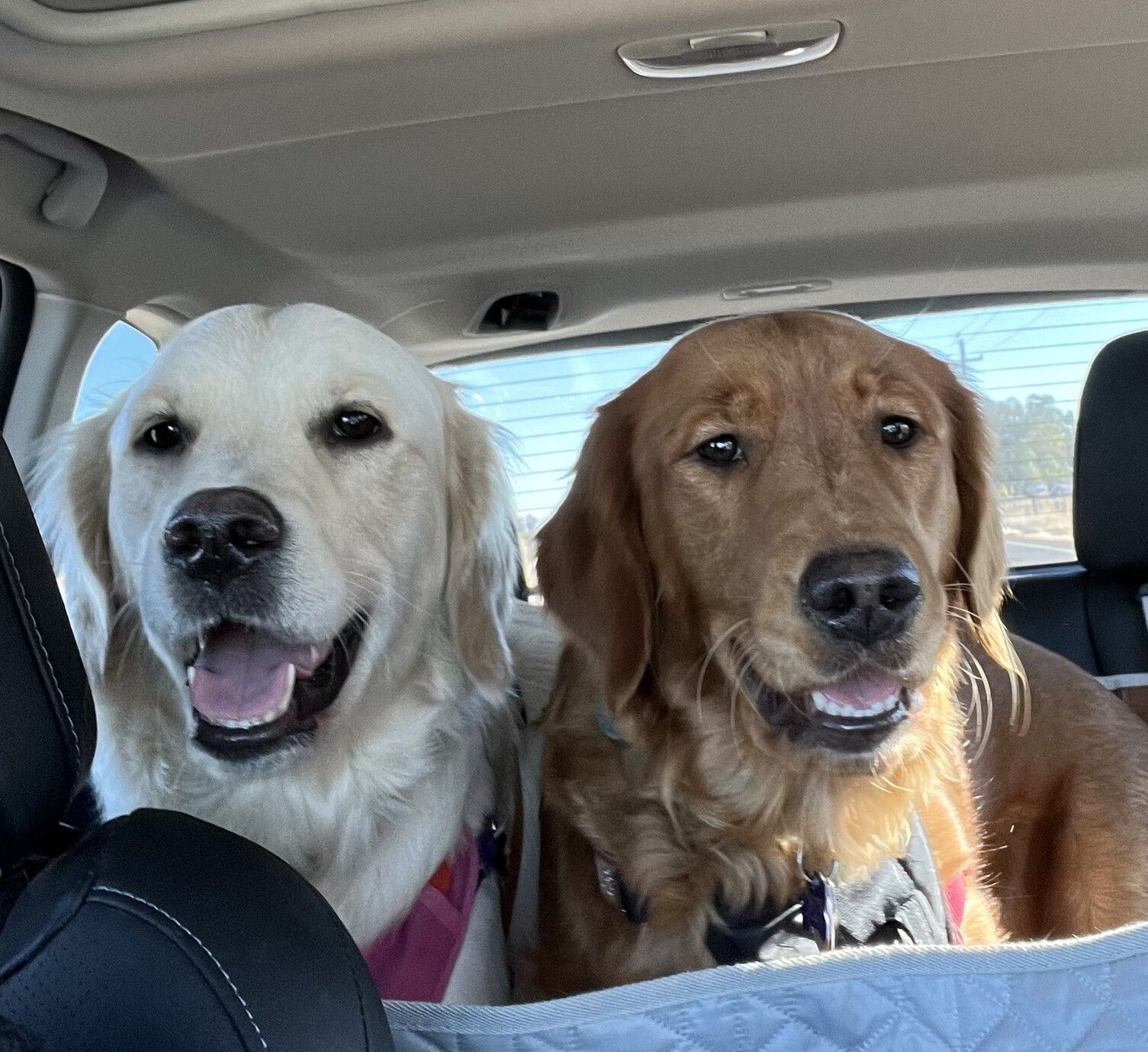 Poppy the cream Golden Retriever and Daisy the brown Golden Retriever are in the back seat of our Forester, looking out the front. They are on their way to doggie play.