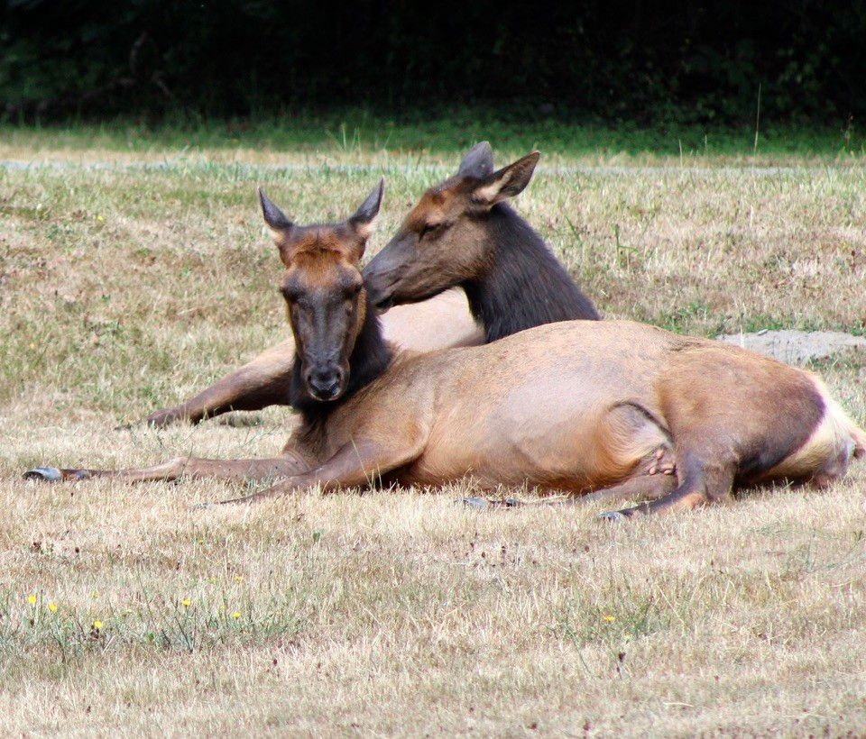 Two elk resting on dry grass in a natural setting.