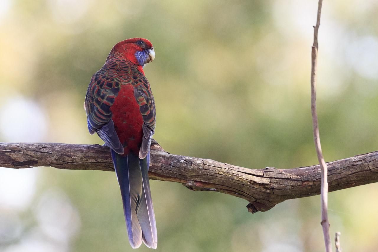 An immature Crimson Rosella with its back to the camera and head turned to the right of frame. It is mostly crimson in colour but the wings are patterned in black scalloped green and blue feathers. The tail is dusty blue and its cheeks are also blue. The adult colouring drops the greens and the blues become more vivid. 