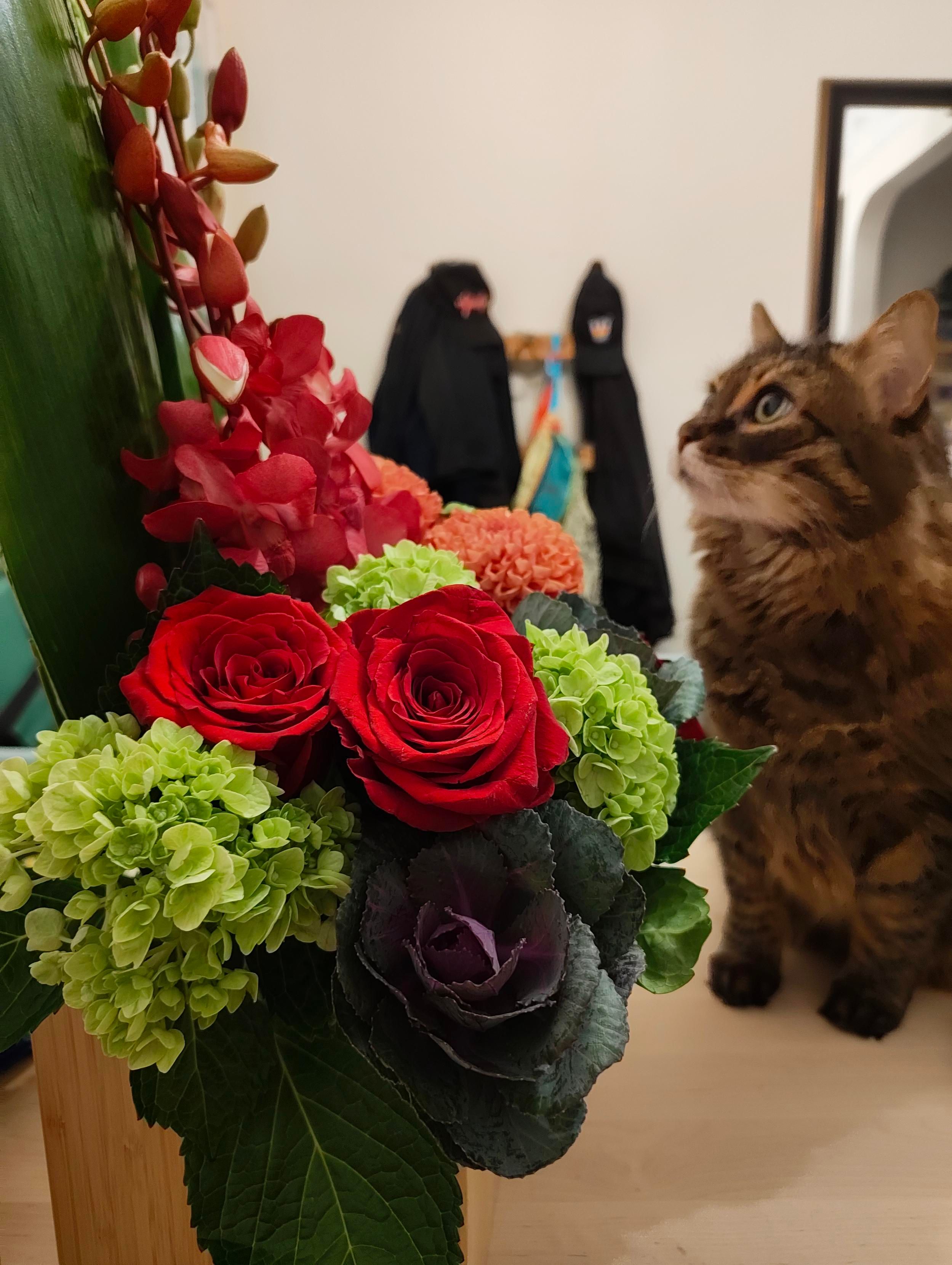 A tabby cat is on a table with a display of pink dahlias, red roses, and green hydrangeas, looking worshipfully up at it.