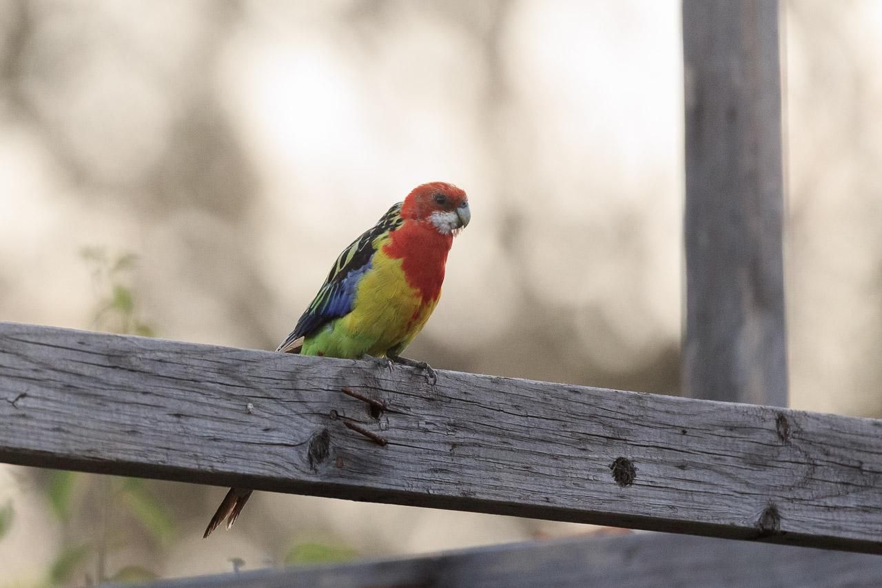 An Eastern Rosella perched on a piece of timber. The bird has a red head, neck and chest, white cheeks, yellow belly, greenish rump; blue, black and green wings. 