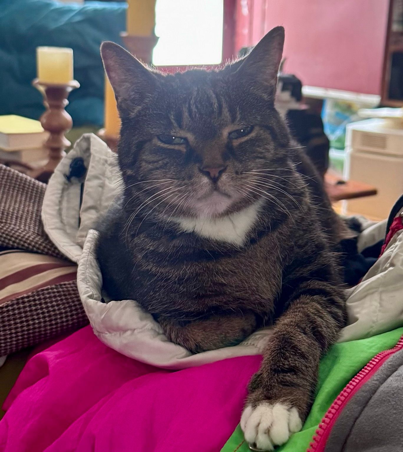 An imperious tabby cat resting on a pile of winter jackets. 