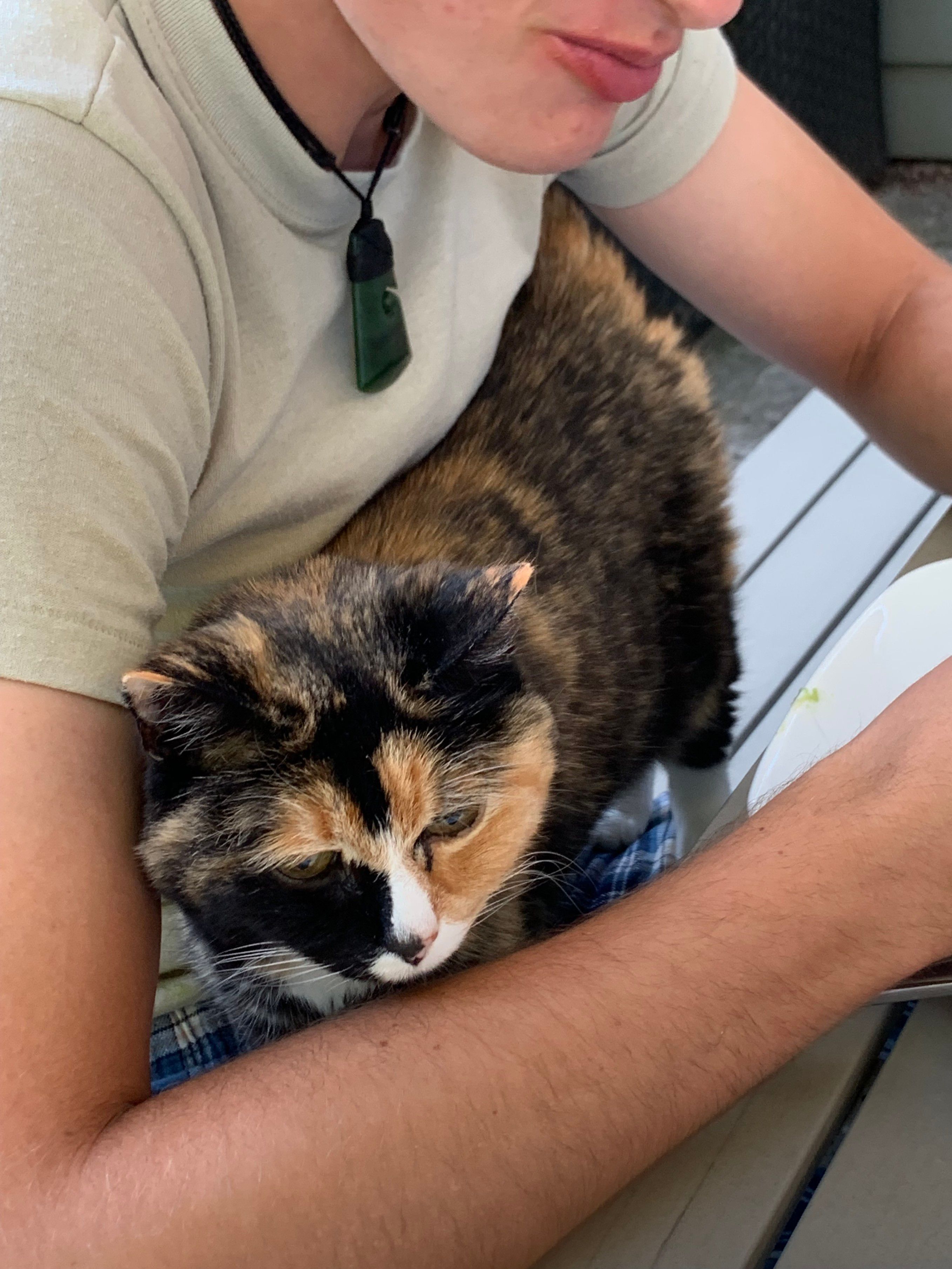 A serene and noble calico cat is framed by the arms, chest, and chin of a human on whose lap she stands. The edge of a dinner plate is visible under the human’s hands…