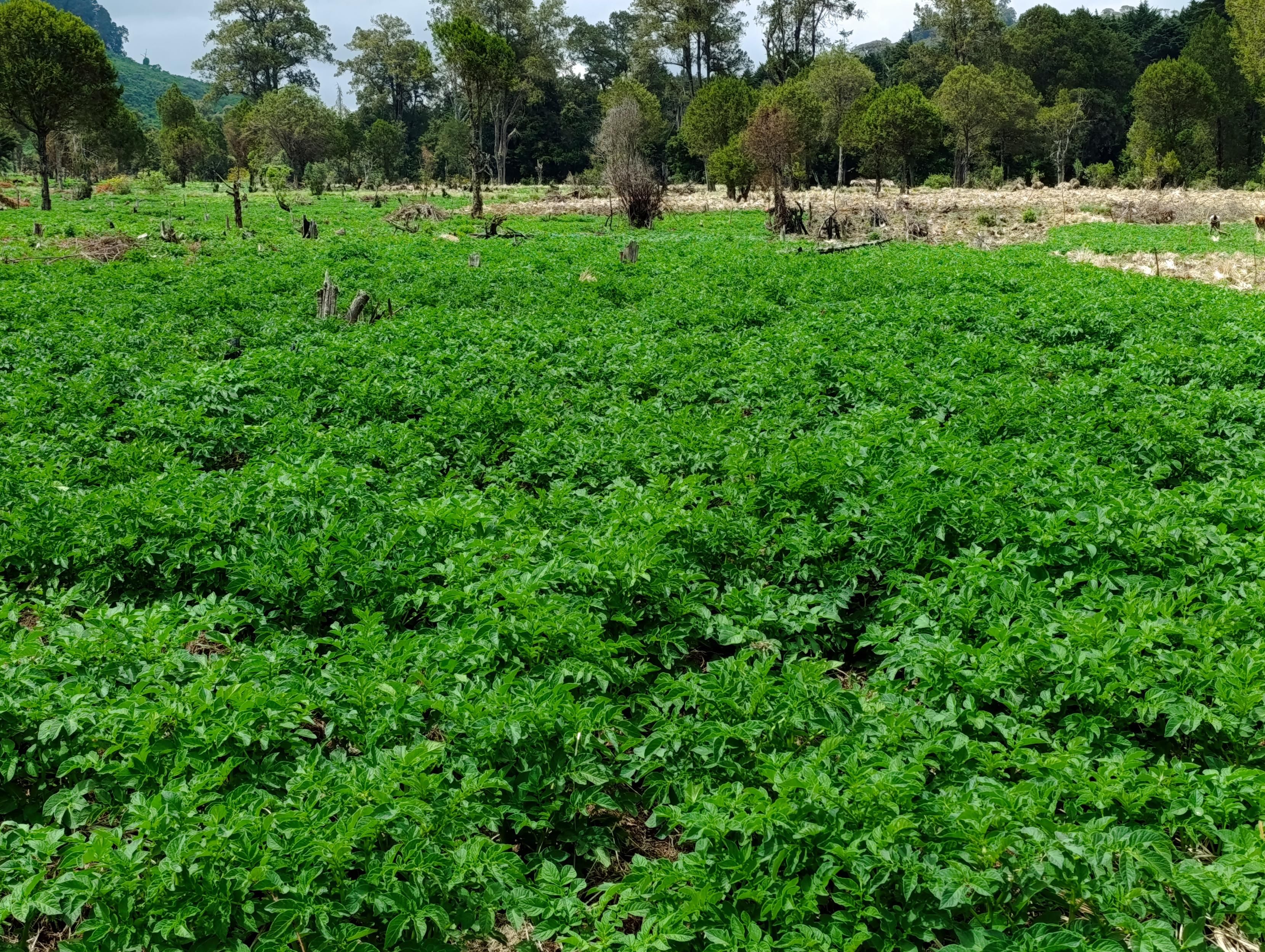 Potatoes planted in the forest 