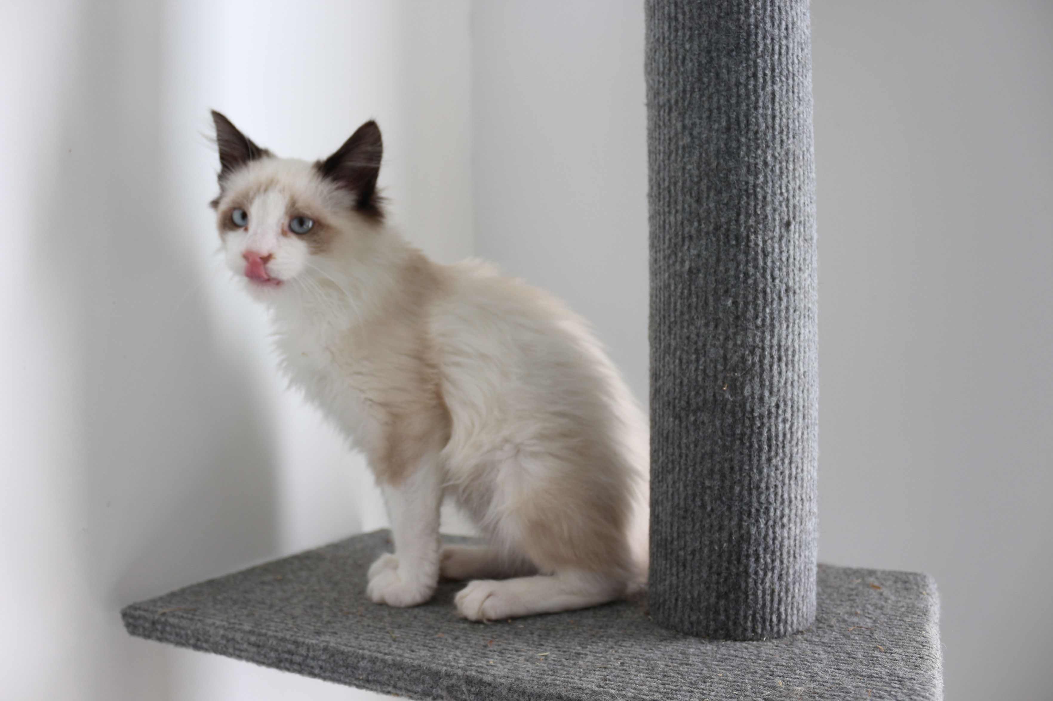 Goblin Chantilly, une chatonne seal point et blanche à poils longs, aux yeux bleus clairs et au nez rose, assise sur la plateforme d'un arbre à chat, en train de se lécher le nez. Elle est très jolie ; ses yeux sont un peu écartés l'un de l'autre.