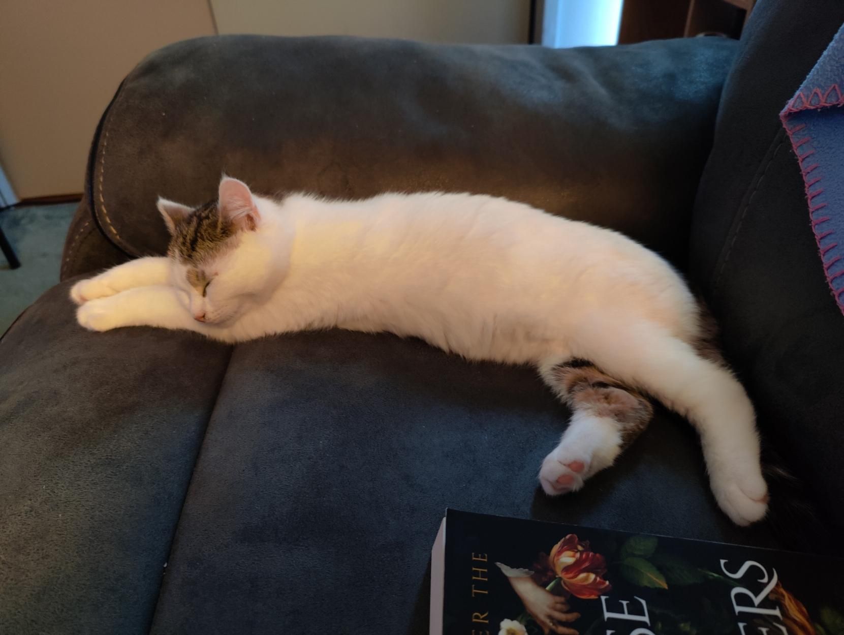 Sparky asleep on the sofa. He's are 3m old and white with tabby splotches and tail.