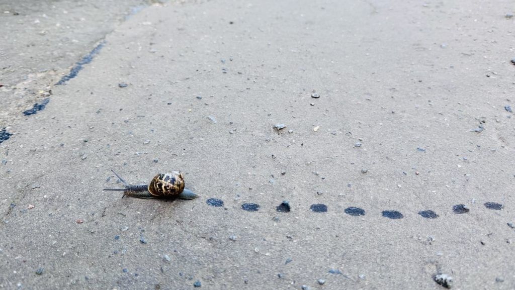A snail on a concrete surface leaving a  black dotted line  on the ground.