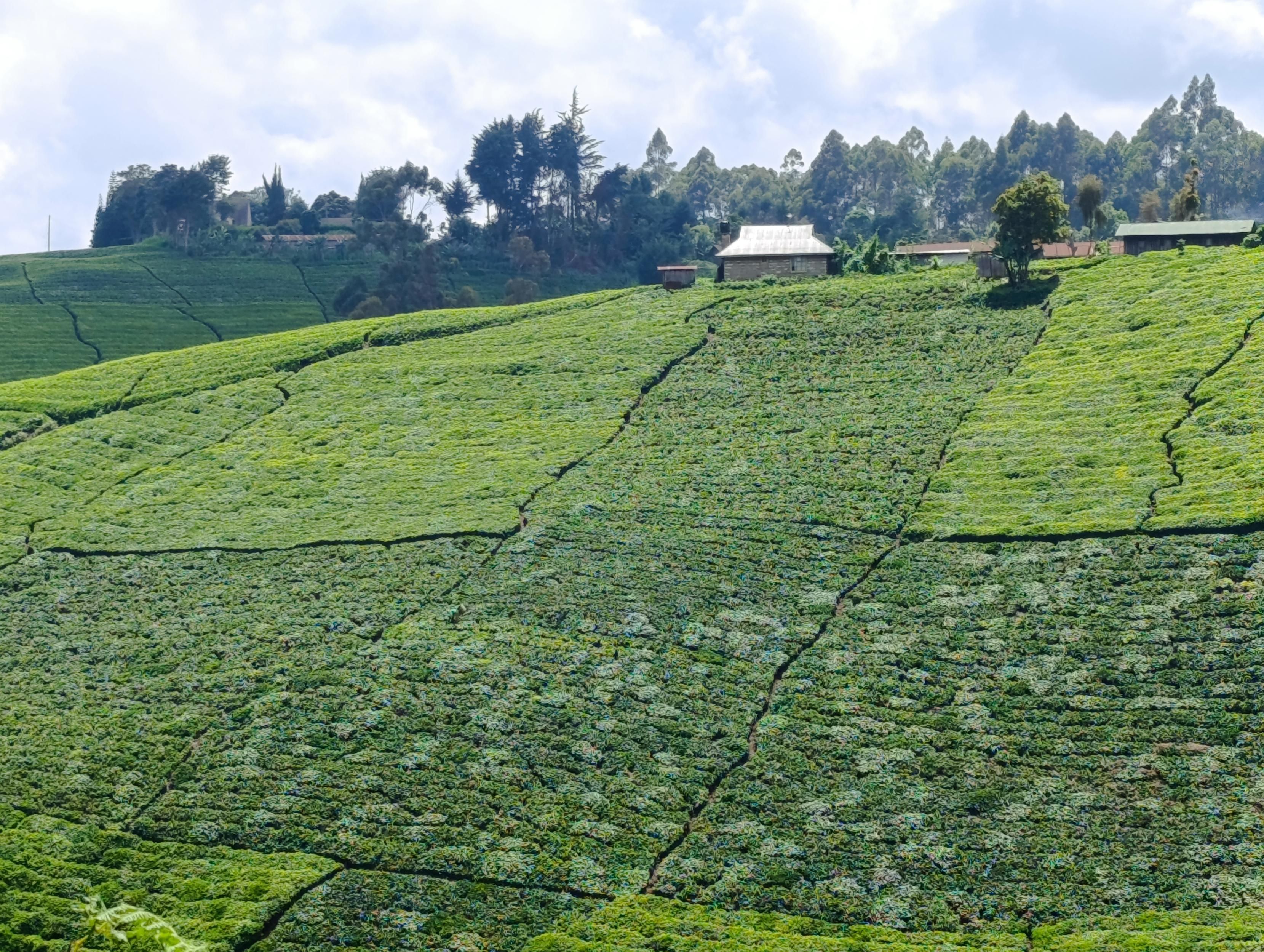 Tee plantations with exotic trees in South Imenti 