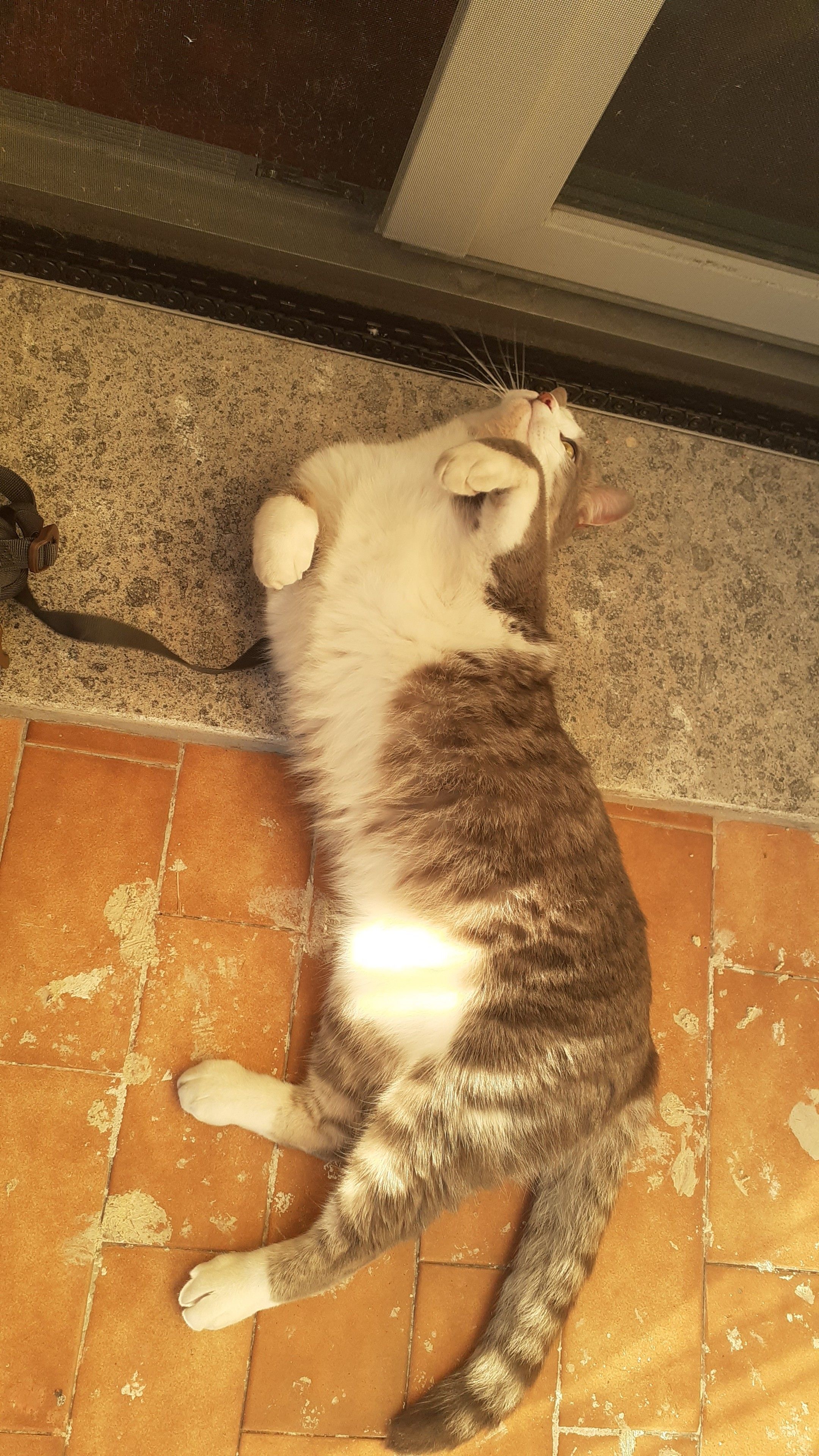 gatto grigio e bianco a pelo corto sdraiato sulla schiena in balcone con le zampette anteriori in alto e l'espressione indecifrabile