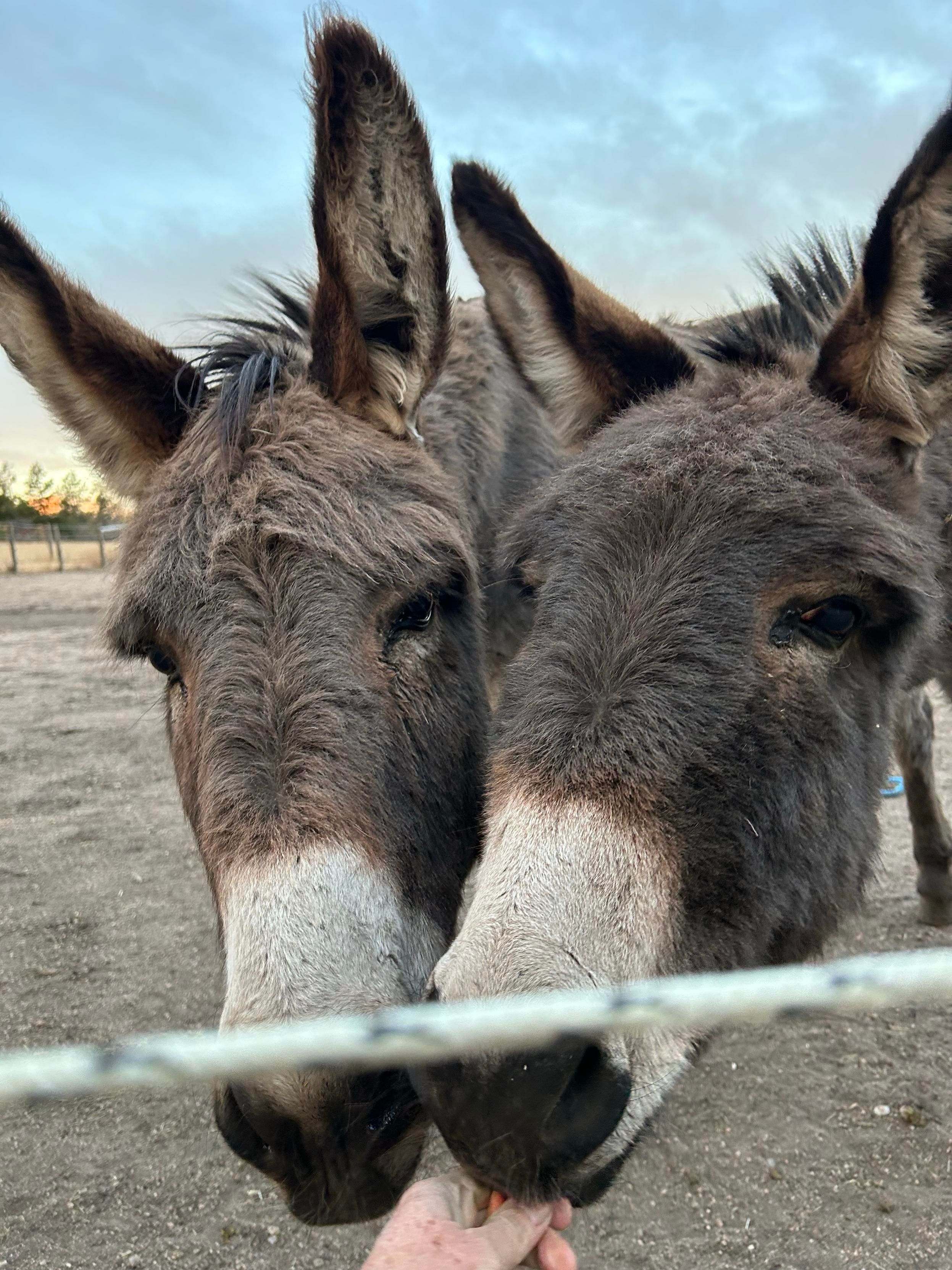 Two fluffy donkeys side by side with their heads right together filling the frame. They’re snarfling up pieces of carrot from an extended hand. 