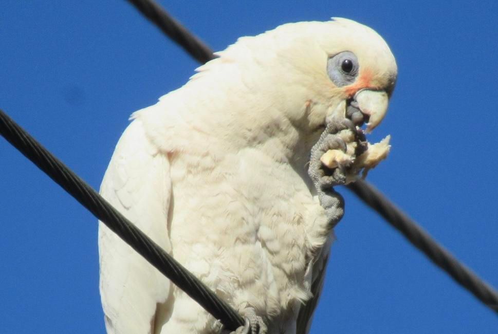 A mostly white bird on a power line using their claw to stick food in their mouth 
