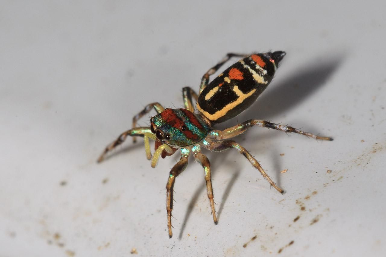 A tiny spider with iridescent head in a lovely peacock green with radish stripes. The back end of it is black with yellow and red patterning.