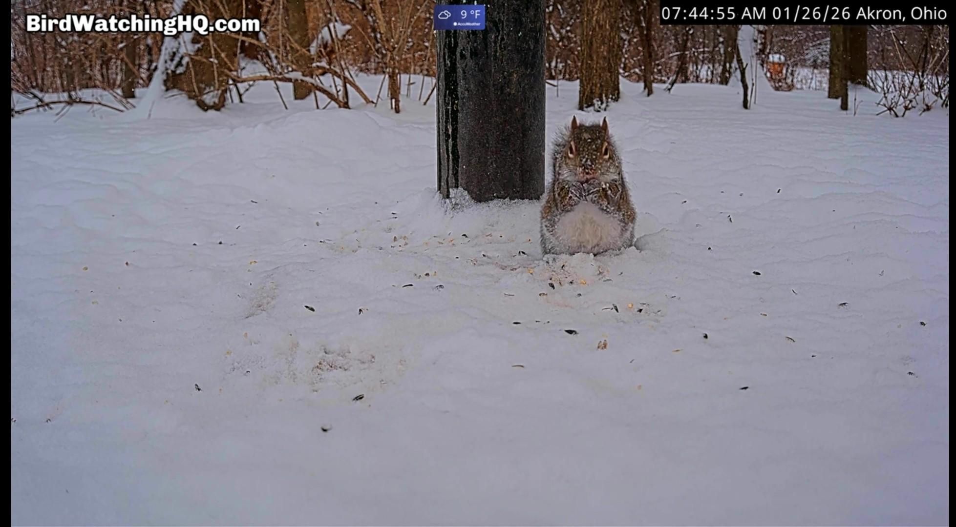 Scoiattolo, ritto sulle zampe posteriori, sgranocchia un semino trovato tra la neve, vicino alla mangiatoia