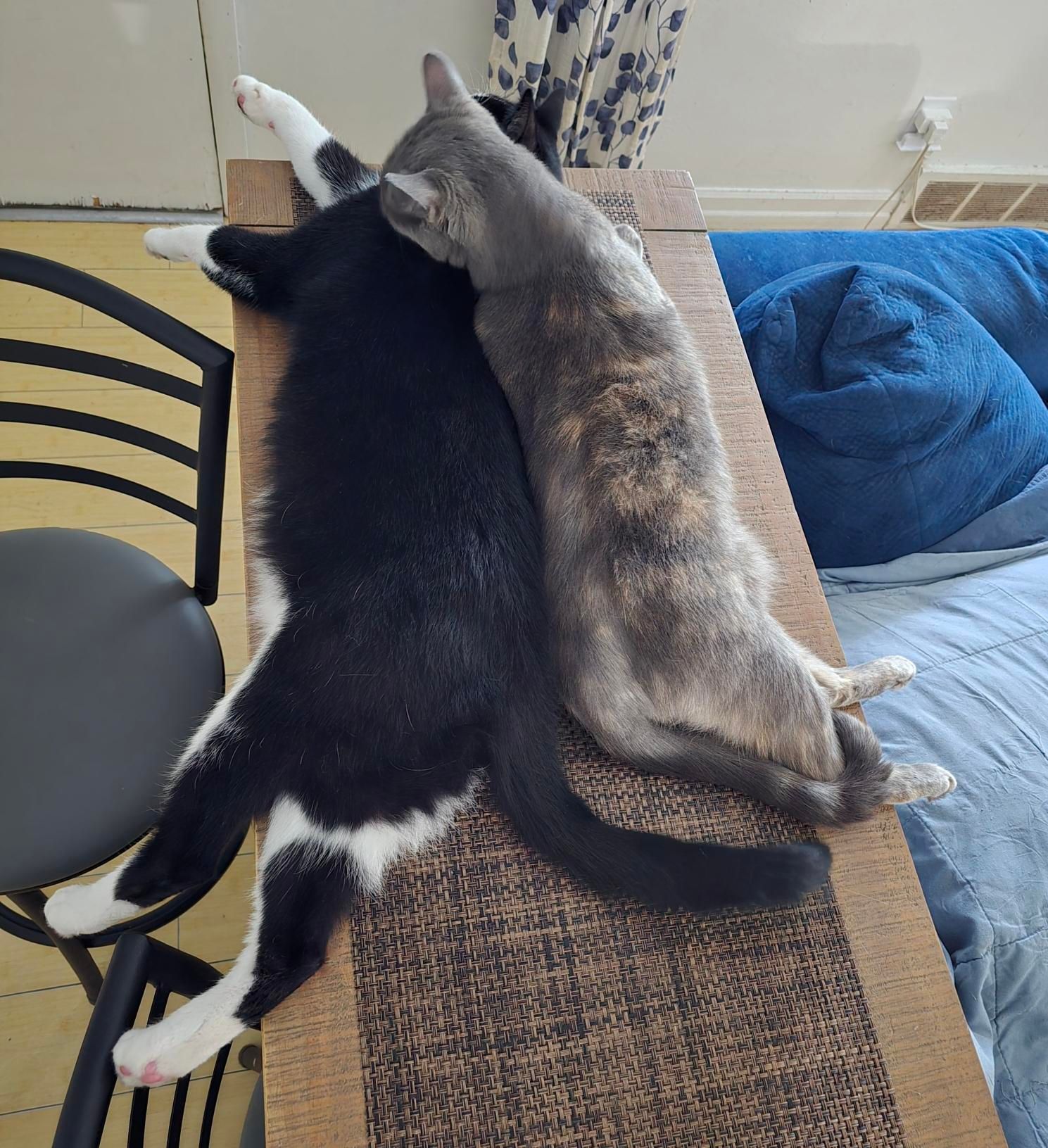 A gray diluted torie named Elsa laying with a black and white tuxedo cat named Oreo. They are laying on a wooden bar with runner with a blue couch on one side.