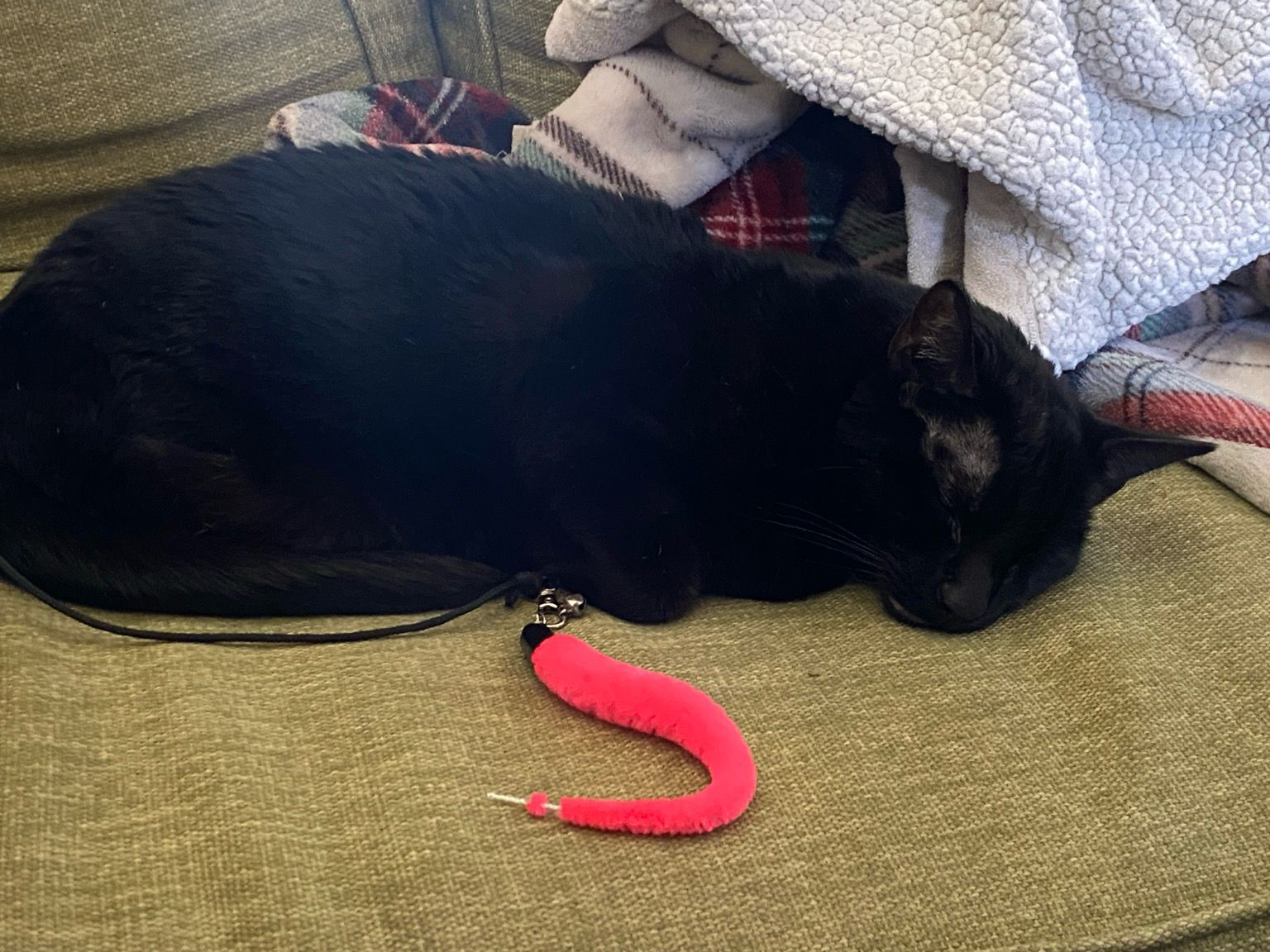 Photo of a black cat sleeping horizontally on a green couch with a a fuzzy, pink toy in the foreground & a white/red plaid blanket in the background 