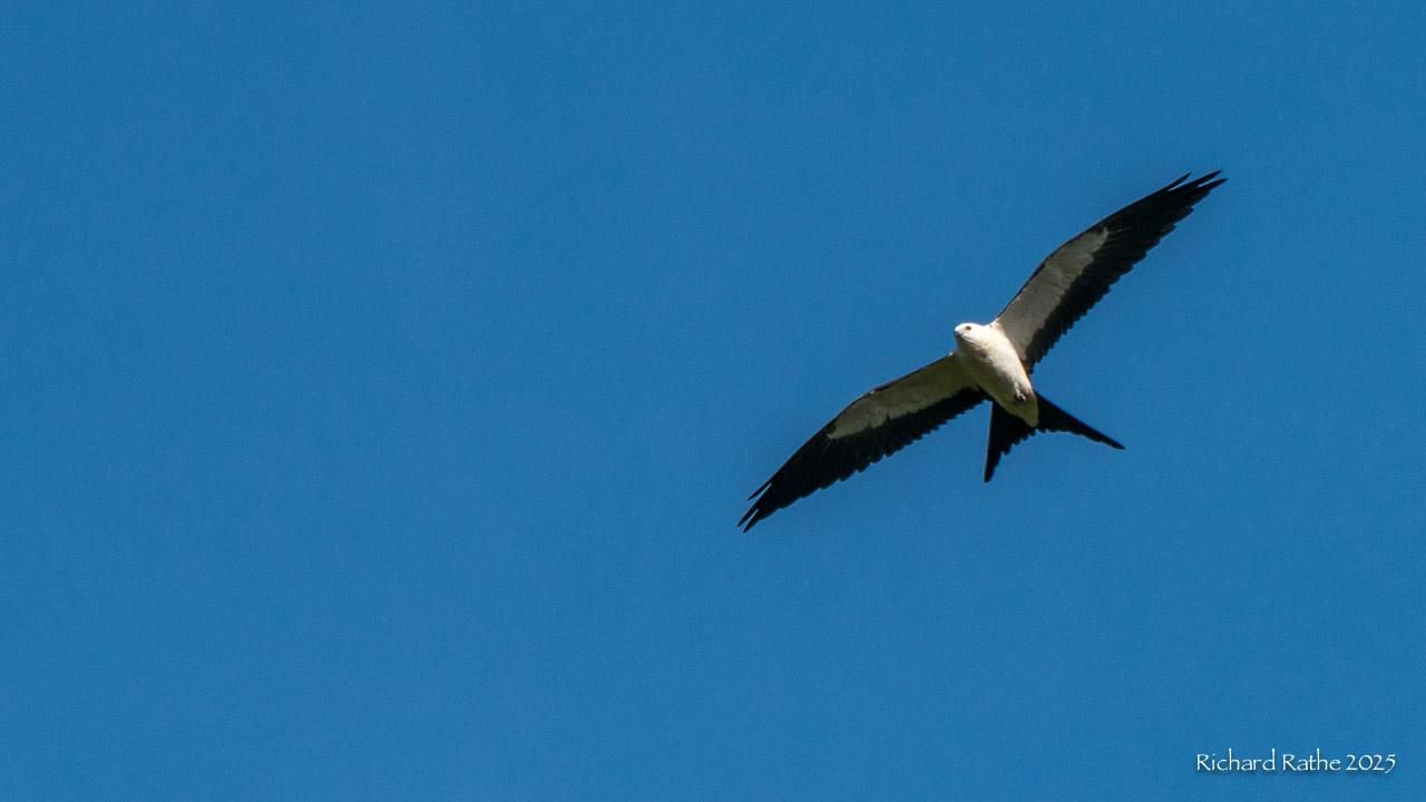 Swallow-Tailed Kite Soaring