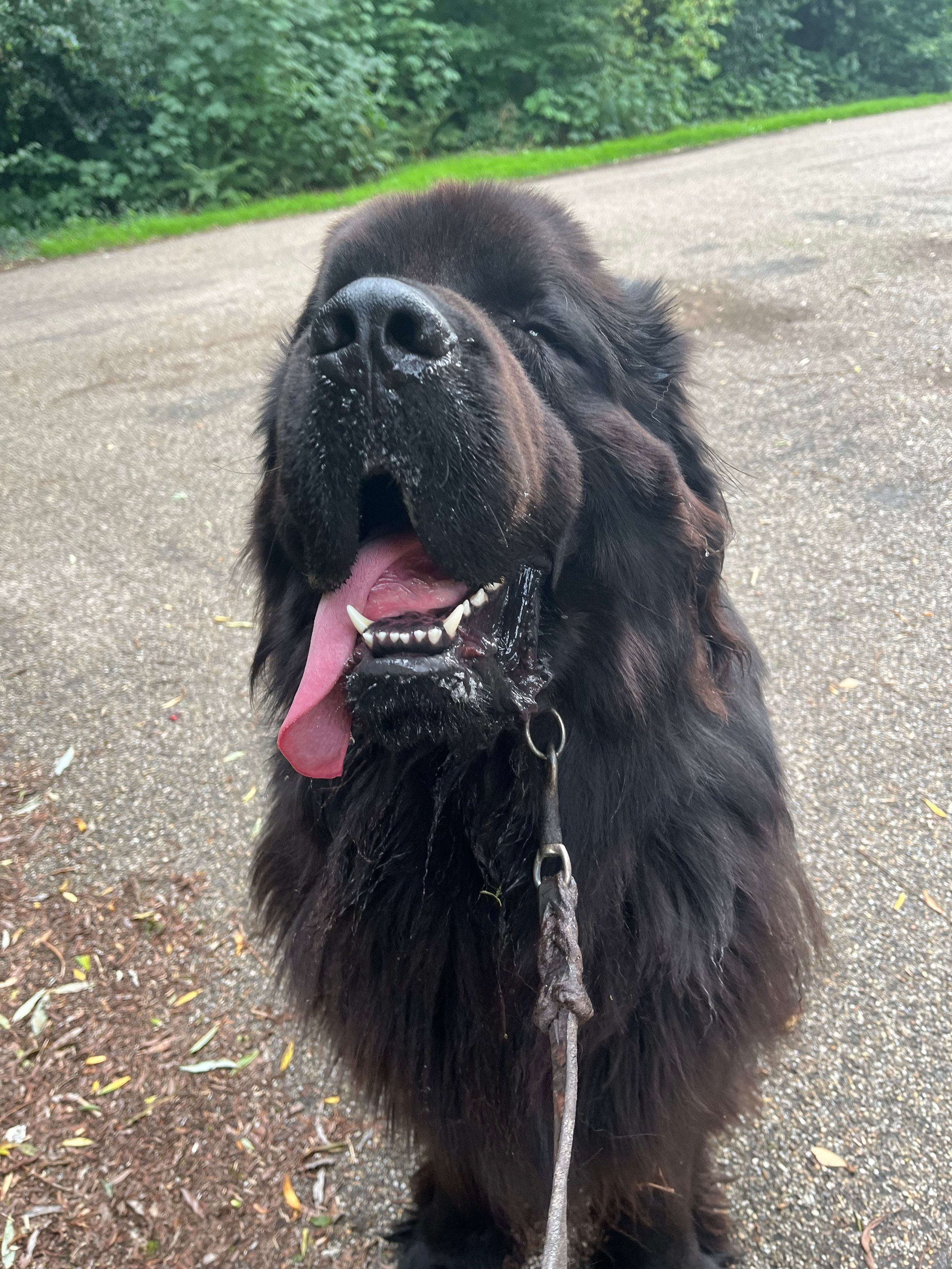 Odin the Newfie tired after a big walkie with so, so many pets and cuddles 