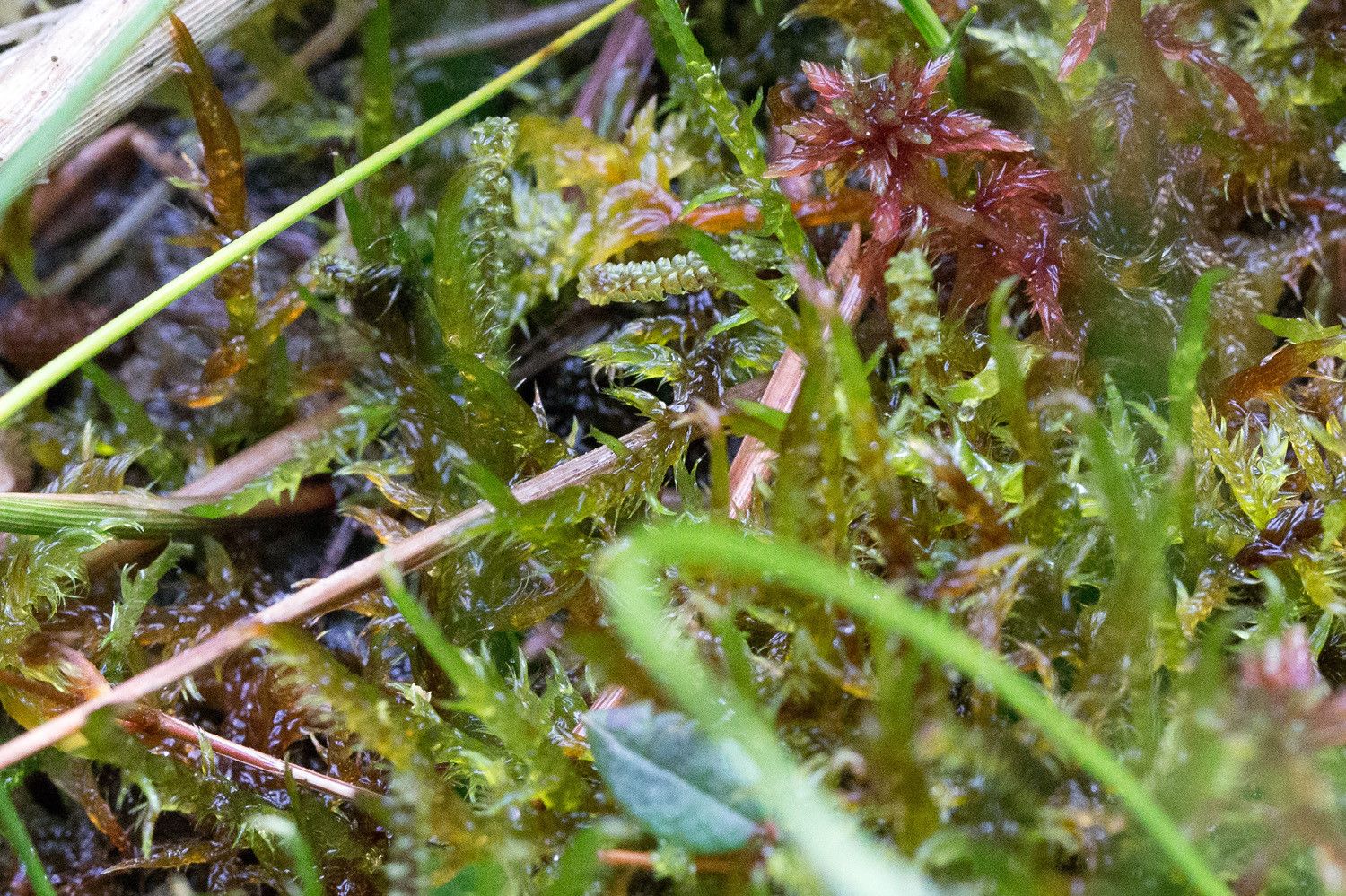 Hetesirppisammalen ym. sotkuinen kasvusto, jonka keskellä näkyy kolme rassisammalen (Paludella squarrosa) versoa.