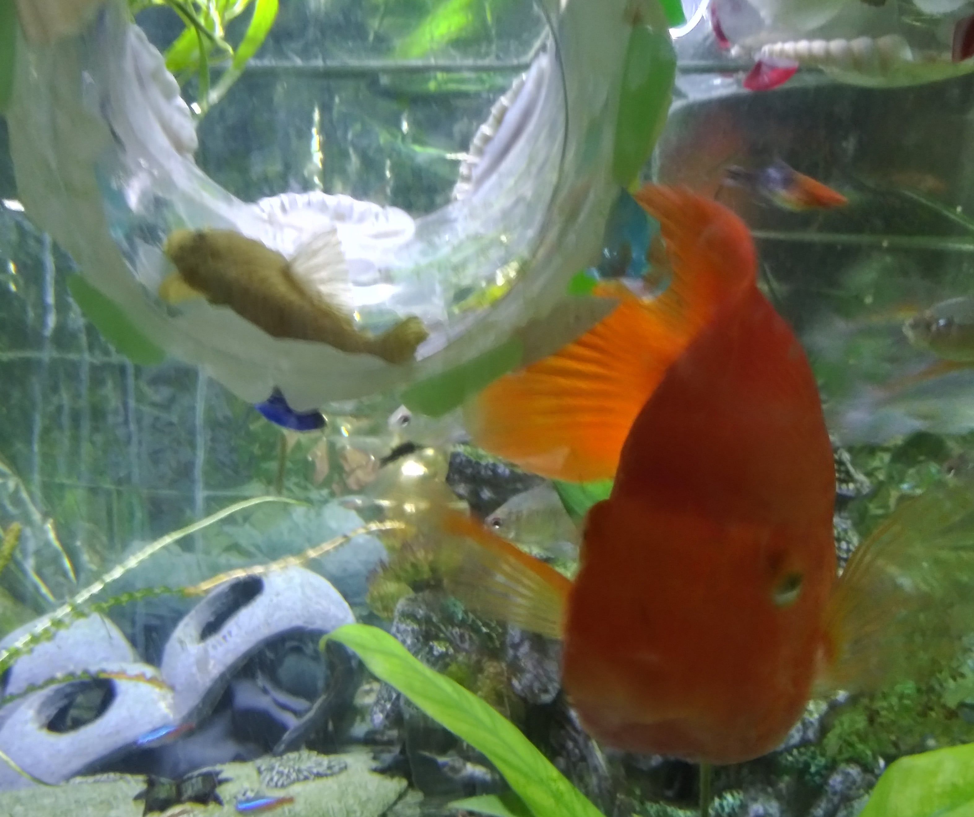 A happy bright orange Blood Parrot Cichlid swims to the camera while a yellow pleco lounges in a large floating aquarium ornament