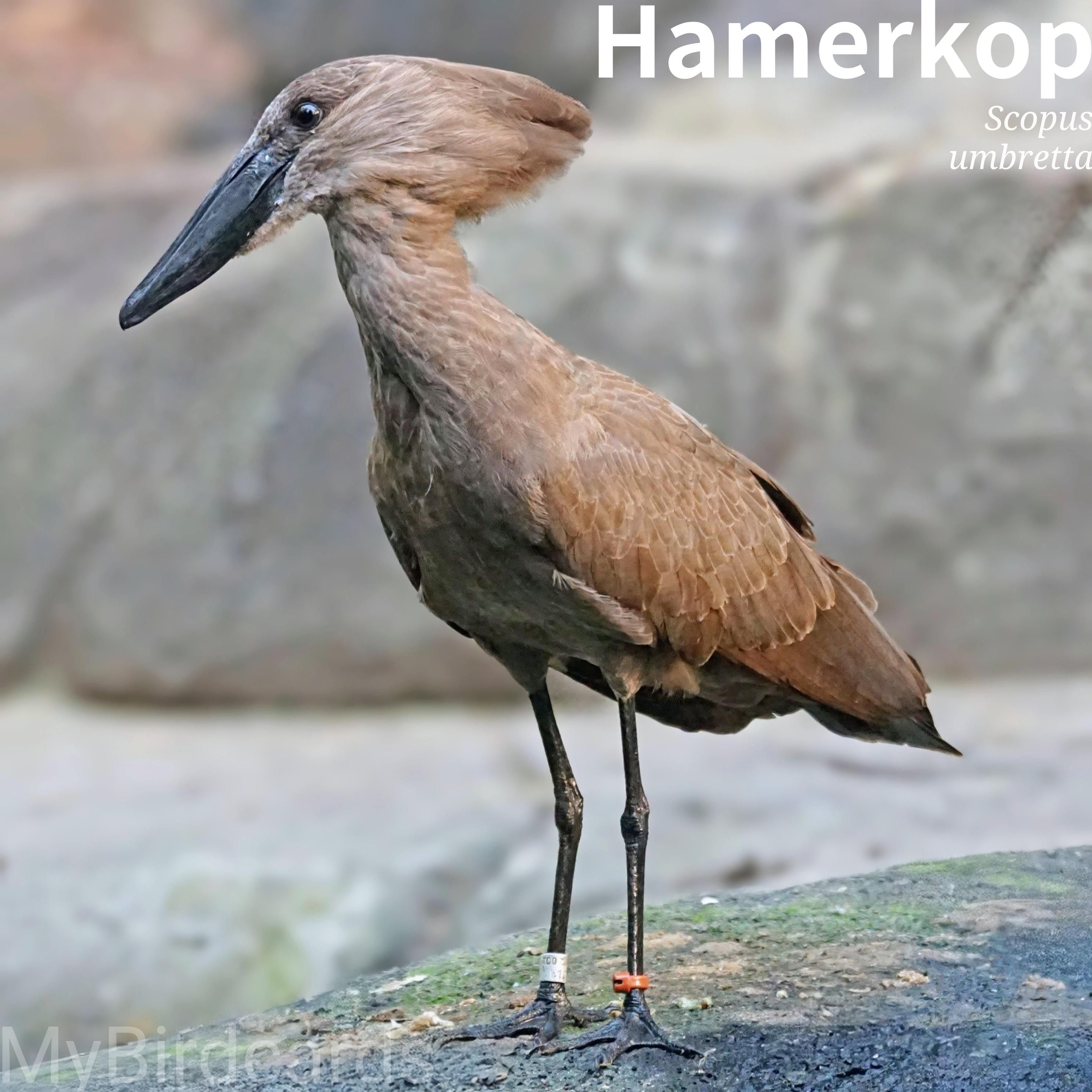 🌍 Hamerkop (Scopus umbretta) 

The Hamerkop (Hammerhead in English) also known as the Hammerhead Stork, or Umbrette, is a medium-sized, brown wading bird with a distinctive hammer-shaped head crest. It is found throughout sub-Saharan Africa, Madagascar, and parts of the Arabian Peninsula, typically inhabiting wetlands, forests, and savannas near water. Known for its industrious nature, the Hamerkop is a prolific and compulsive nest builder, creating massive, domed nests out of sticks. These birds are usually seen in pairs, foraging for fish and amphibians in shallow water. Two subspecies are recognized. 2.5 Flash (Edited)

Conservation status: Least Concern (IUCN 3.1)

📷: Photo by Pixel-mixer via Pixabay 
https://pixabay.com/photos/hammer-head-bird-animals-1105395/

CQDR