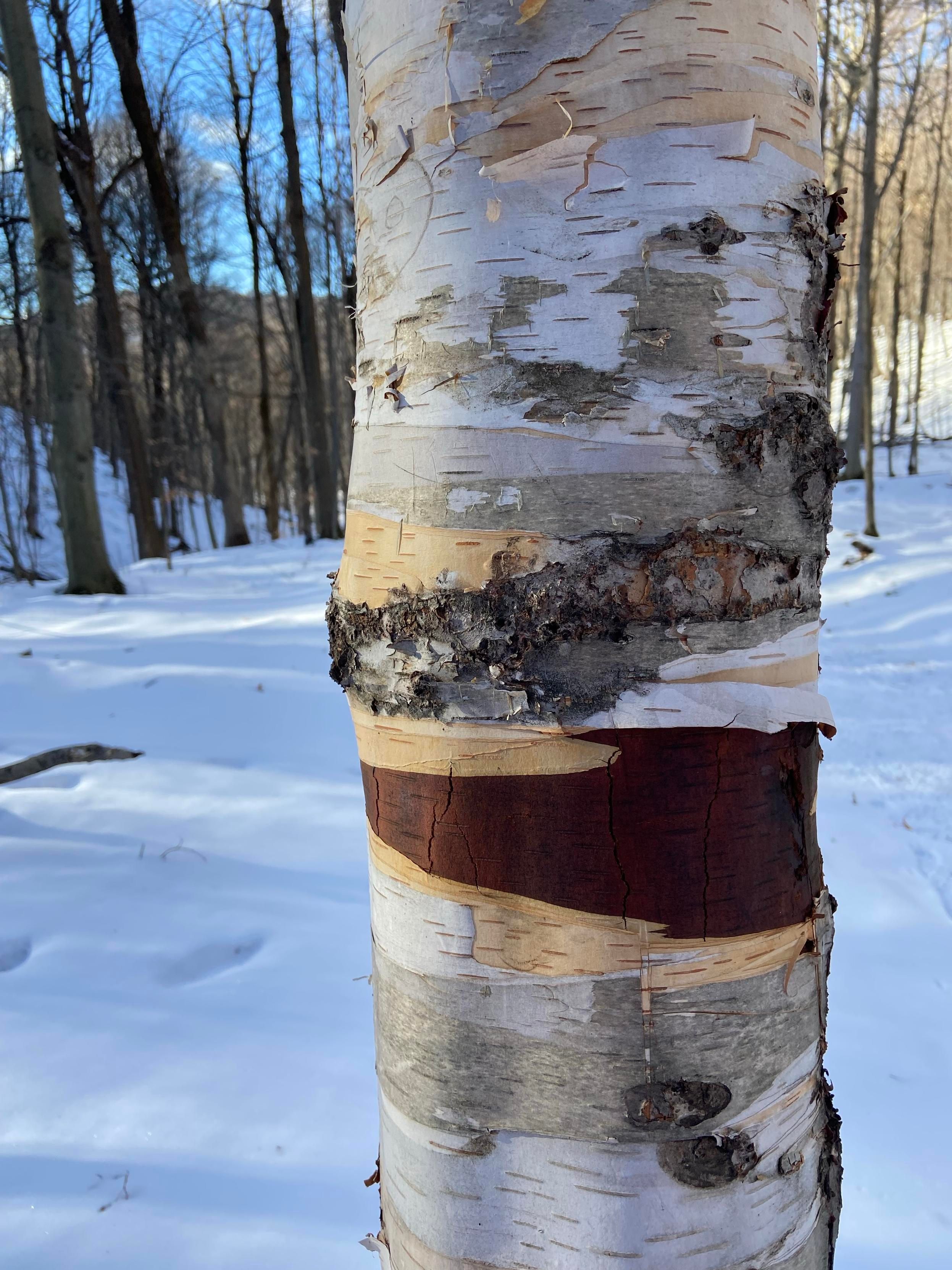 The trunk of a paper birch tree in a snowy forest. The bark of the tree peels in layers, leaving uneven stripes of white, gray, beige, and brown. 