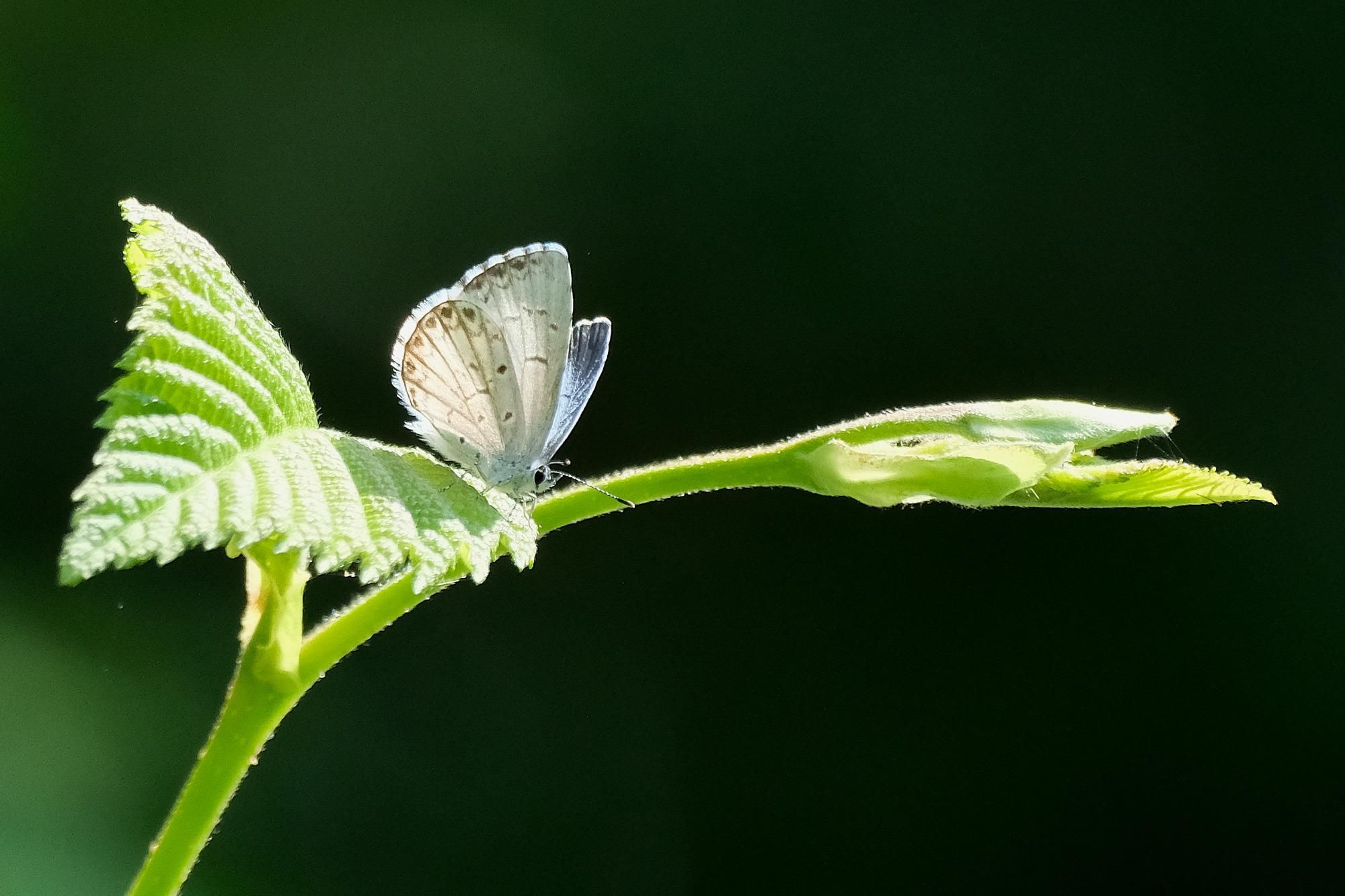 Ein sehr kleiner Schmetterlinge sitzt auf einem fein behaarten, rauen Blatt in der Sonne. Die Flügelchen stehen senkrecht, sind von unten weiß mit braunen Linien und Punkten, von oben blau. Der Hintergrund ist dunkel.